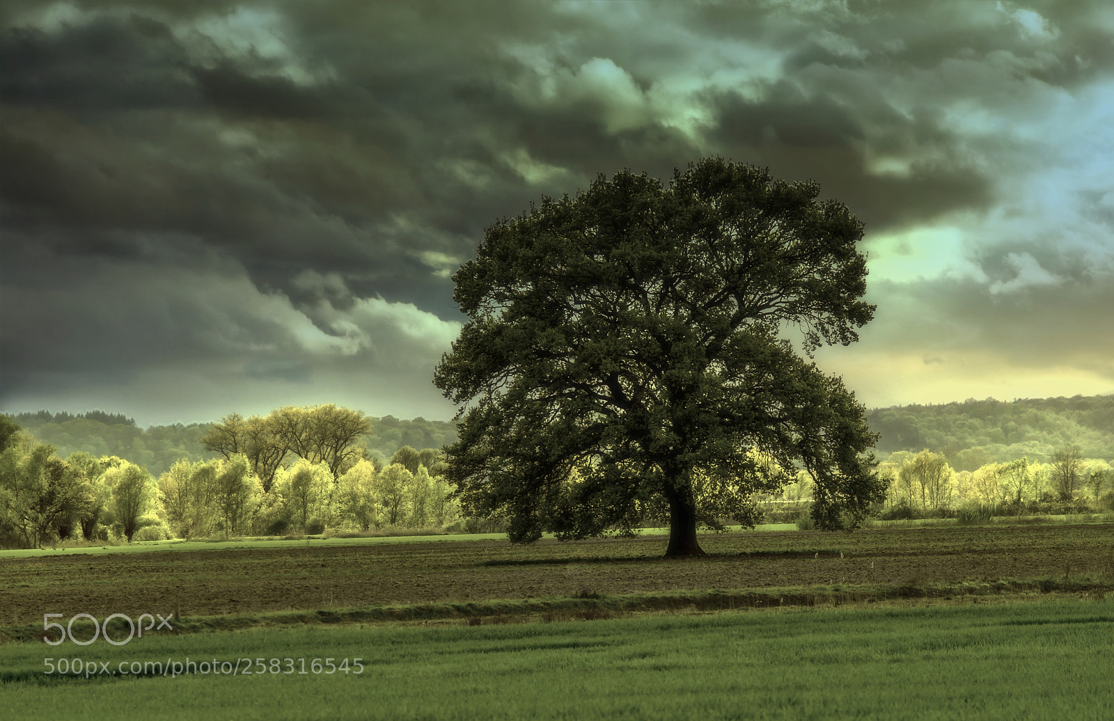 Nikon D7100 sample photo. The green allover photography