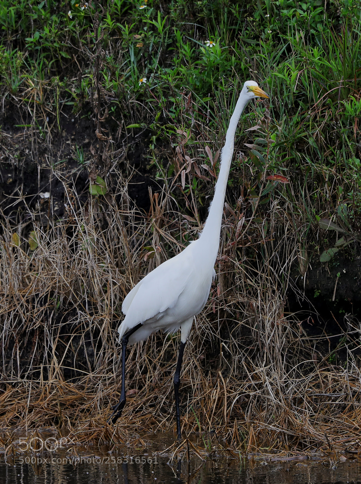 Canon EOS-1D X Mark II sample photo. 05-17-18-0017950.jpg photography