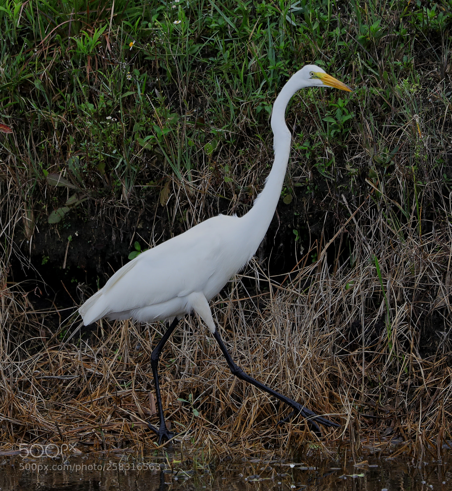 Canon EOS-1D X Mark II sample photo. 05-17-18-0017949.jpg photography