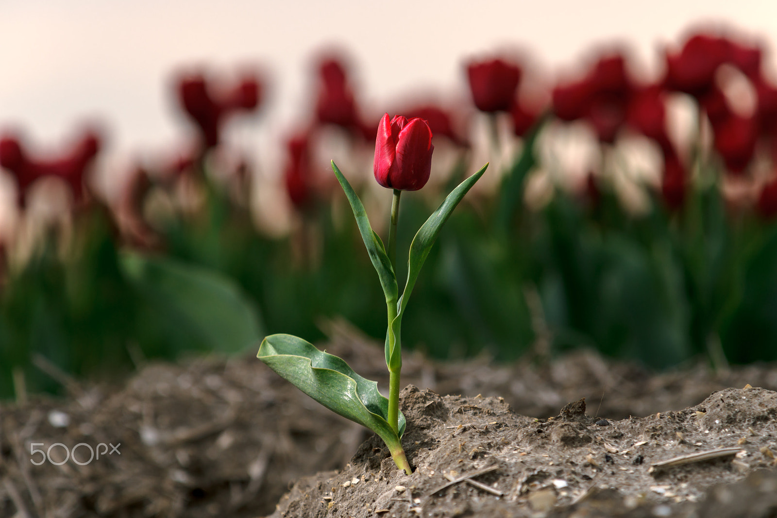 Sony Alpha DSLR-A900 sample photo. Tulip at sunset in the field photography