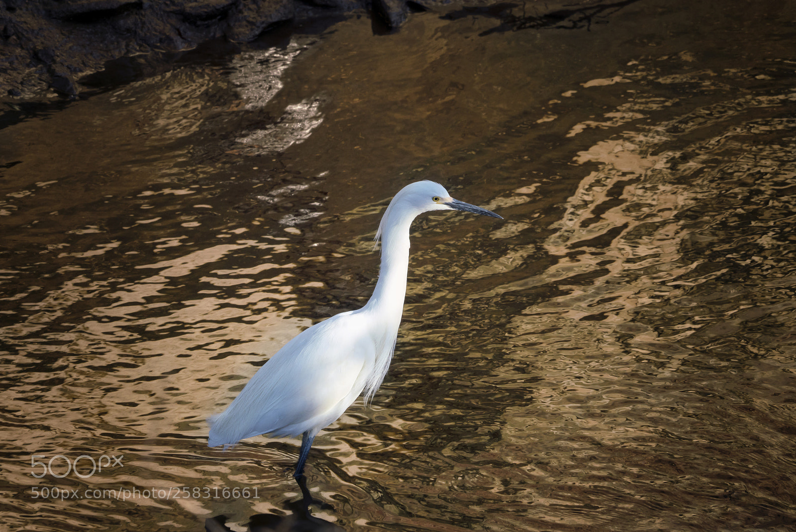 Sony a7R III sample photo. Wading egret photography