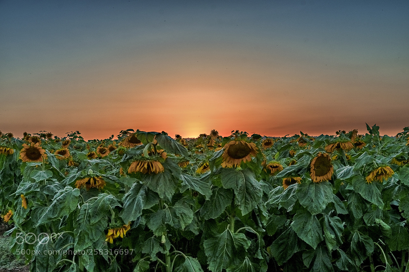 Sony a7 II sample photo. Sunset over sunflower field photography
