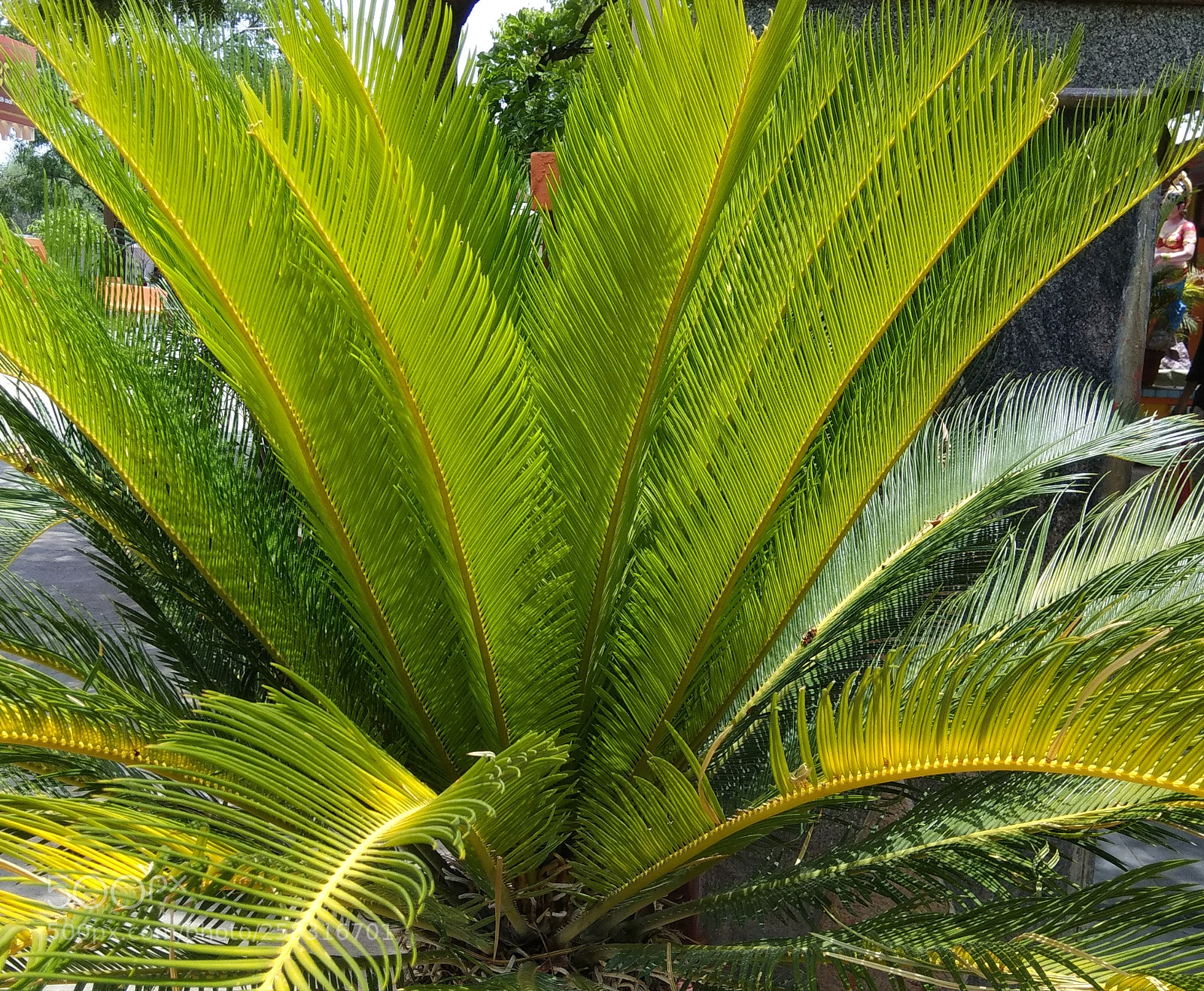 Xiaomi Redmi Note 4 sample photo. Untitled photography
