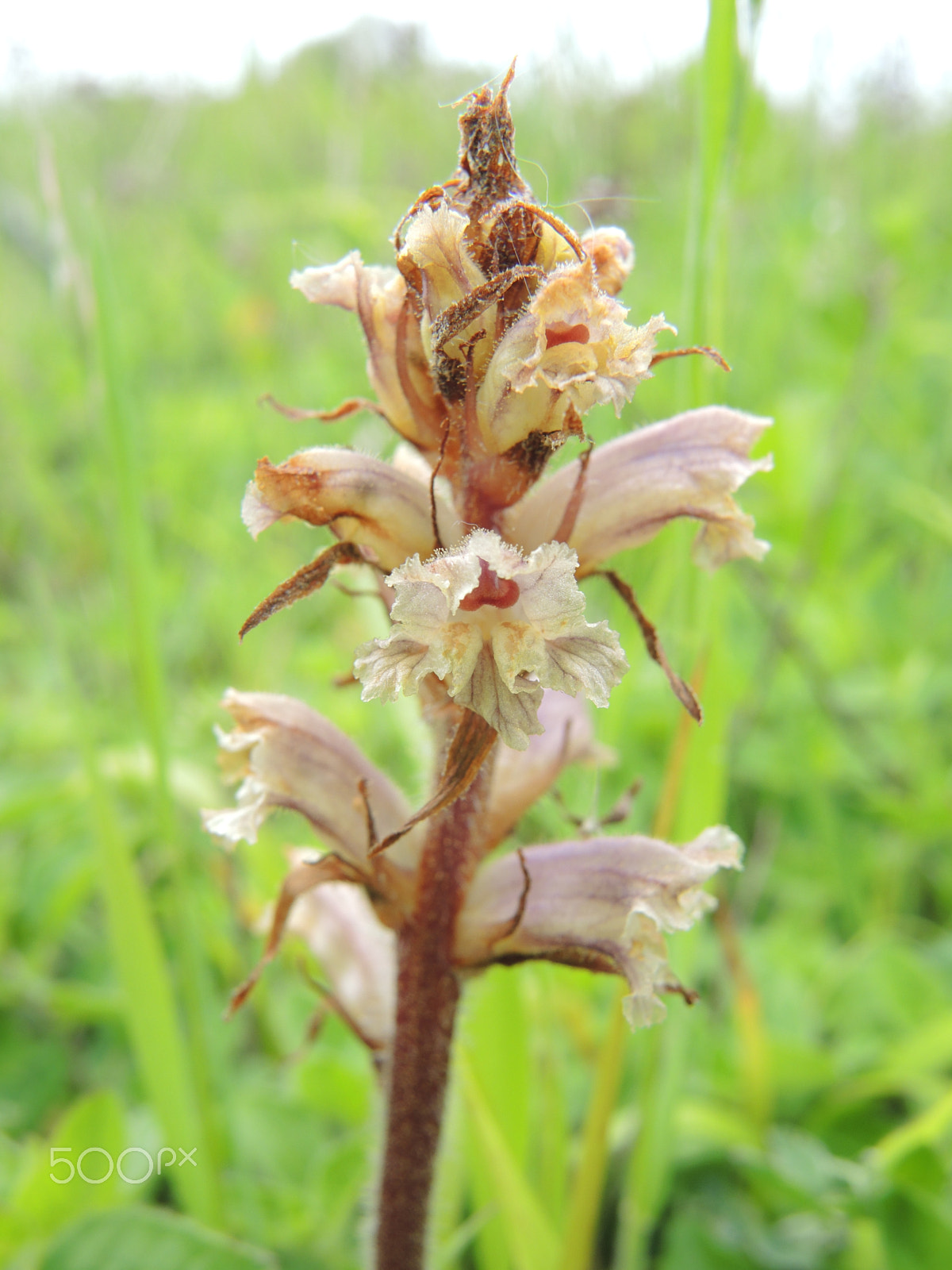 Nikon Coolpix P7700 sample photo. Orobanche minor photography