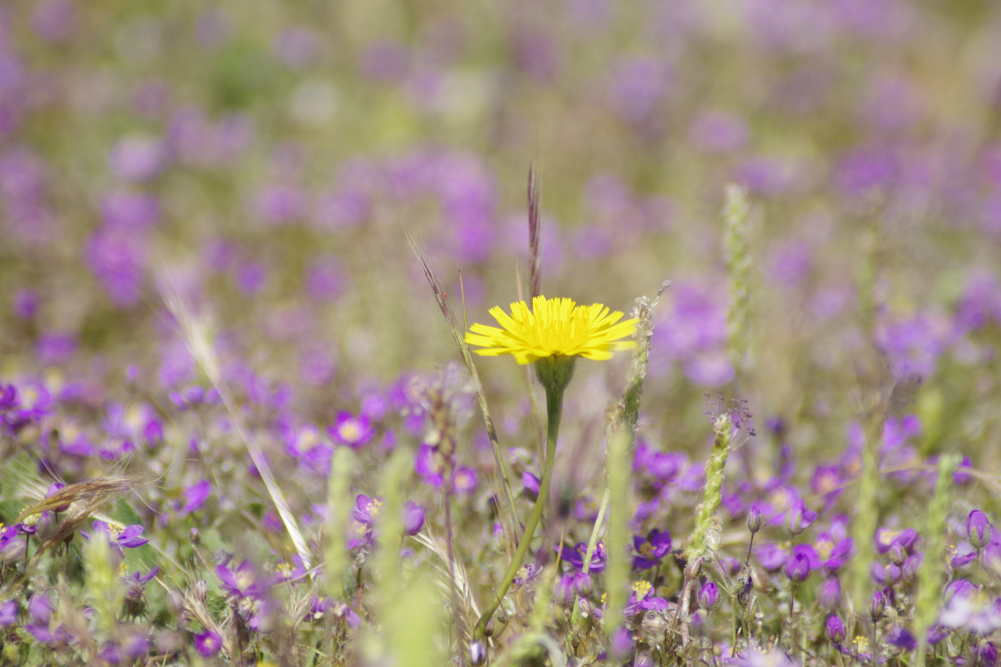 Tamron AF 70-300mm F4-5.6 LD Macro 1:2 sample photo. Img photography