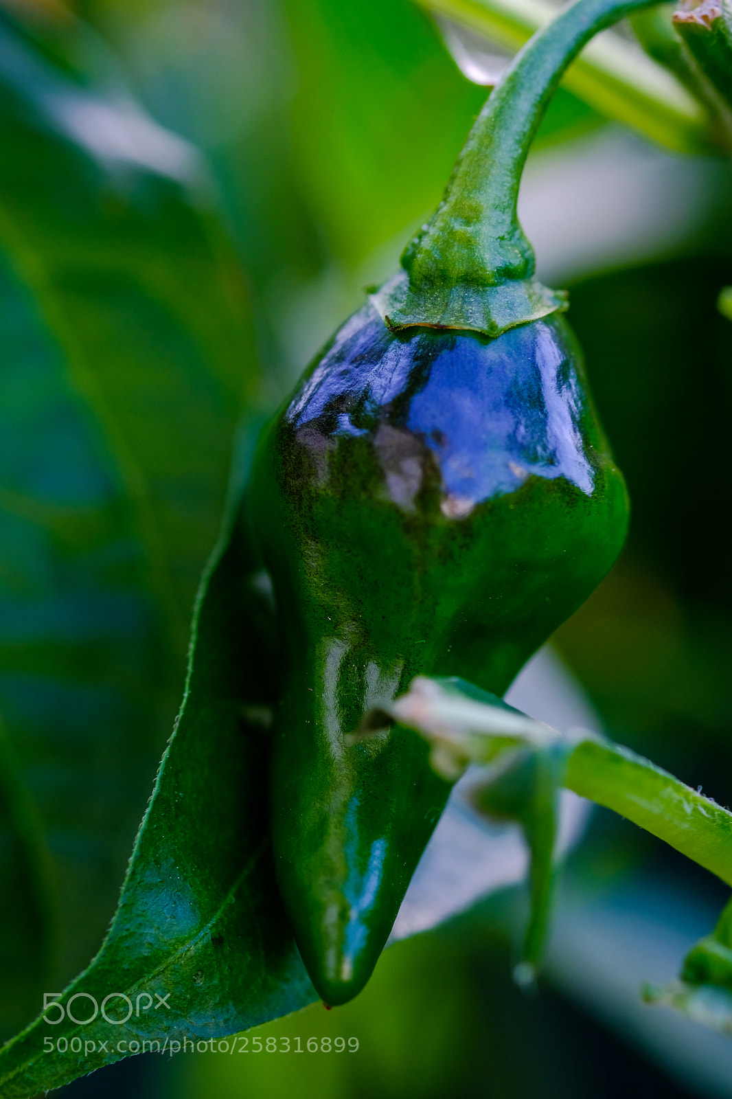Fujifilm X-E3 sample photo. Macro photography
