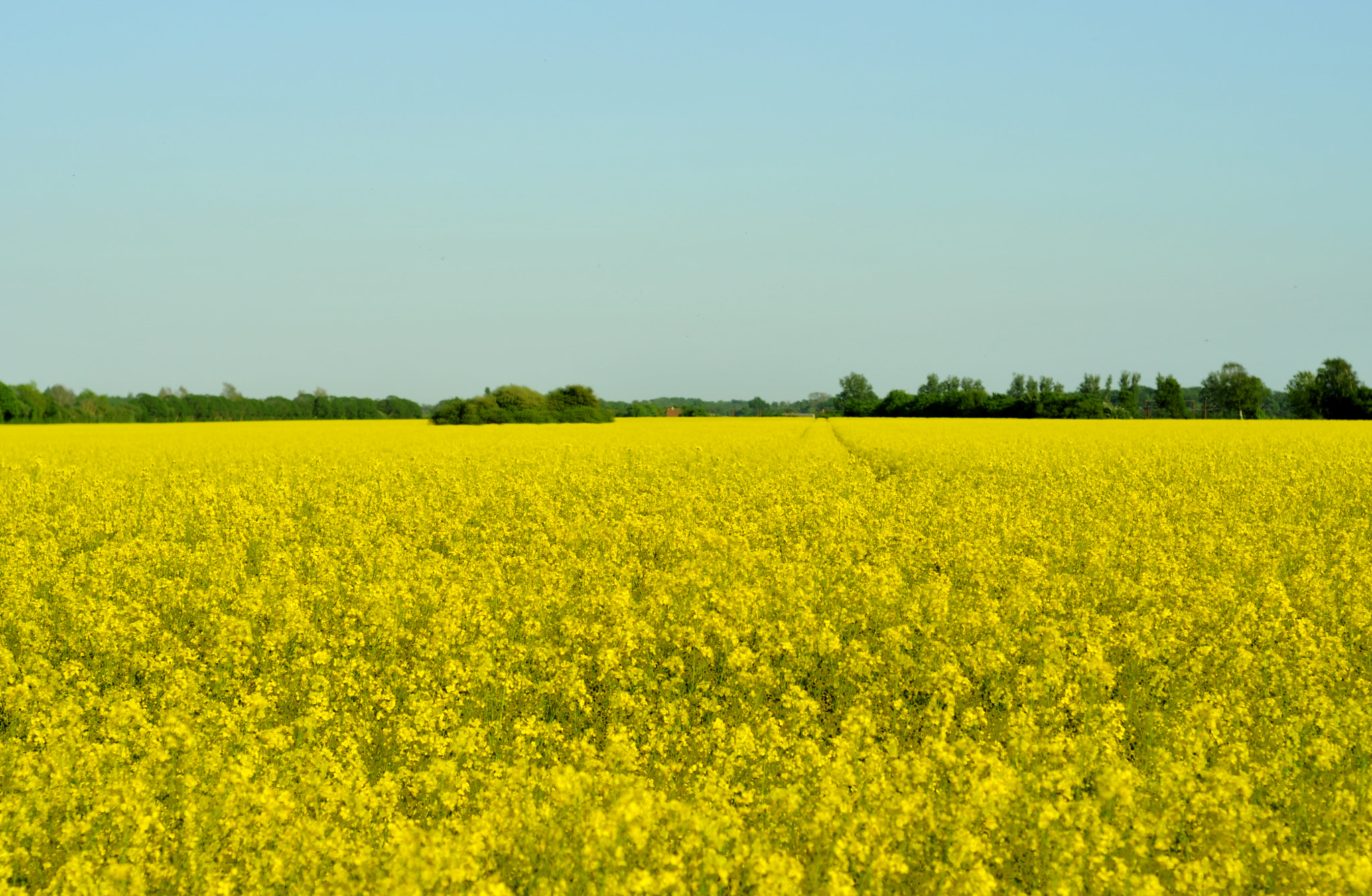 Nikon D300 sample photo. Field of gold photography