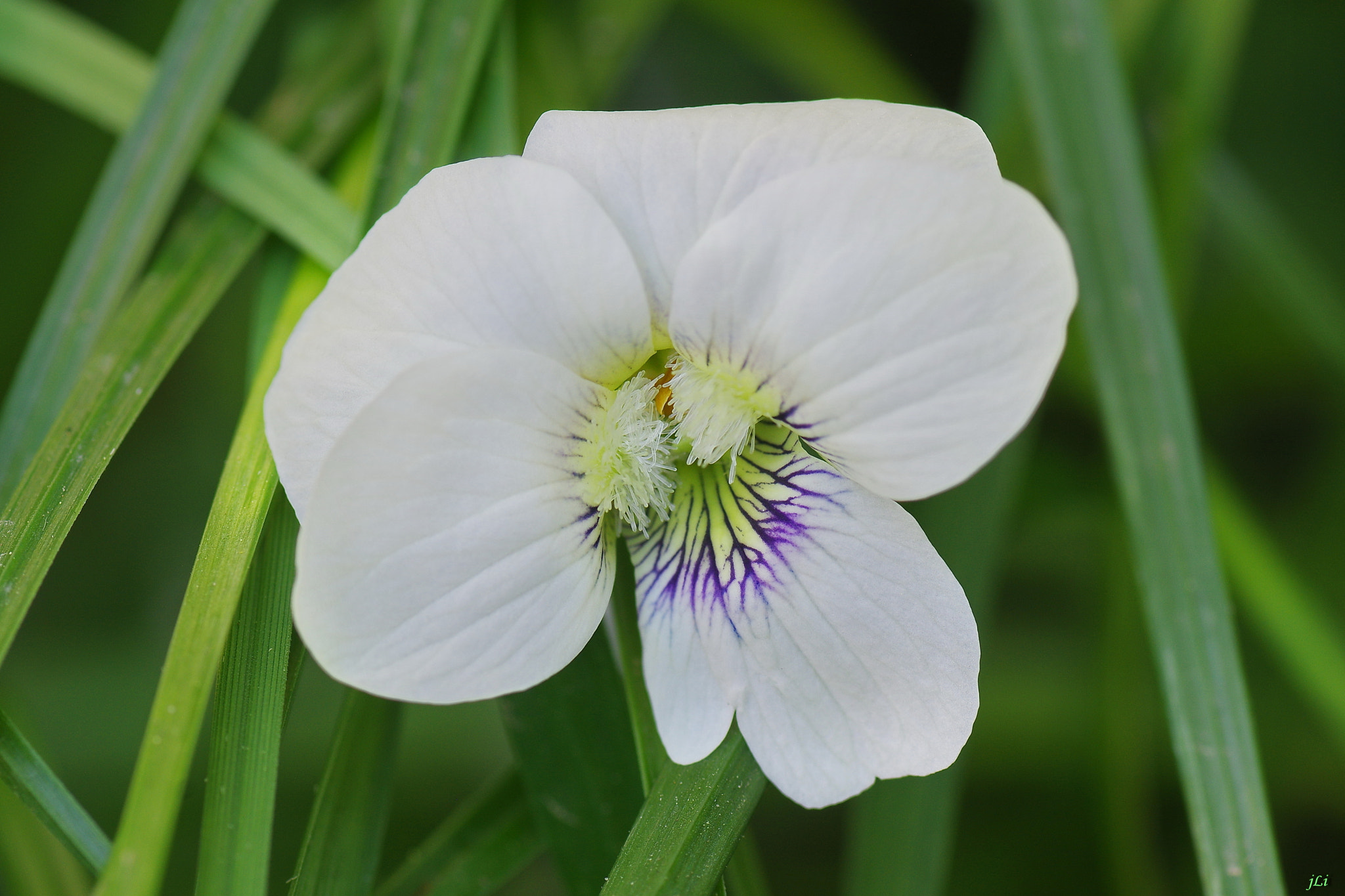 Pentax K-3 + Tamron SP AF 90mm F2.8 Di Macro sample photo. Lady in white : xv ;) photography