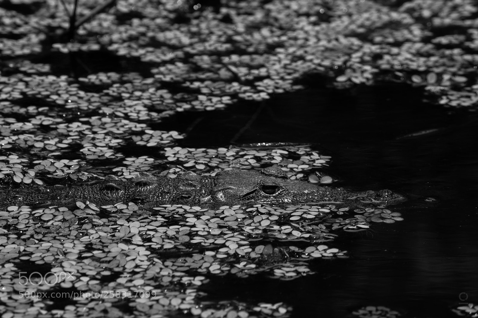 Nikon D3200 sample photo. Croco, my friend photography