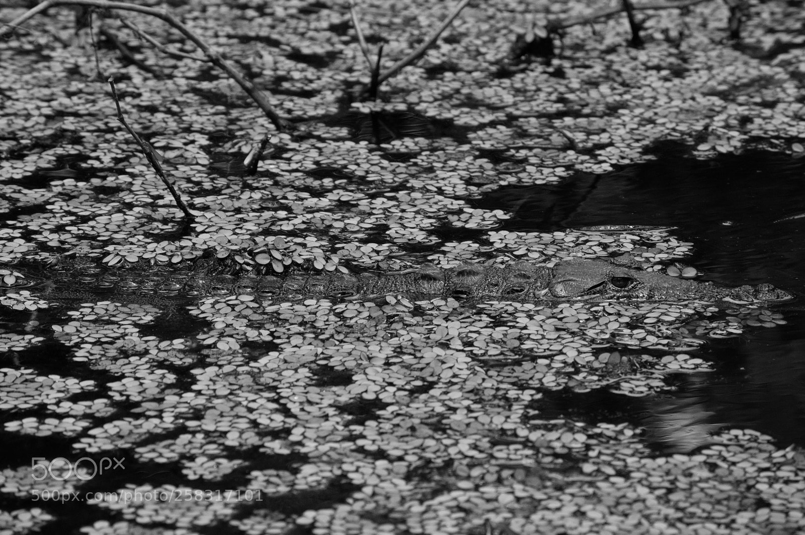 Nikon D3200 sample photo. Croco, my friend photography