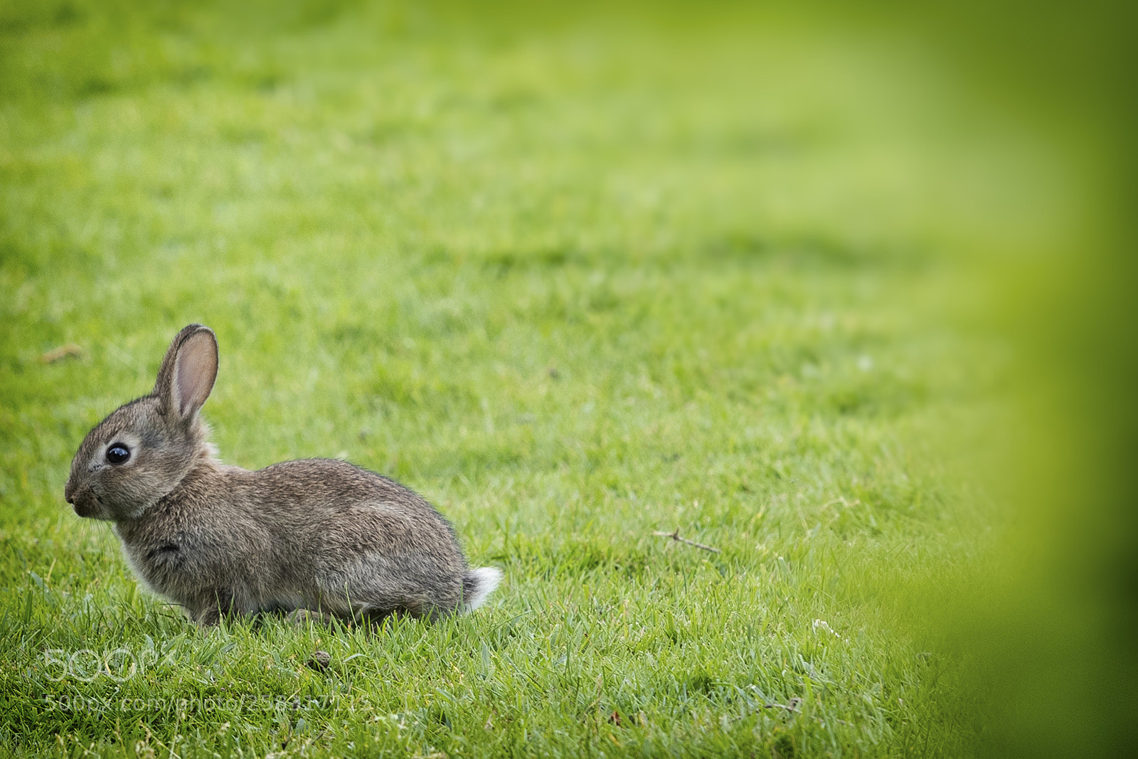 Canon EOS-1D X Mark II sample photo. Just sweet photography