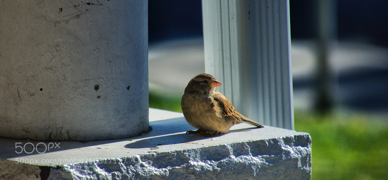 Nikon D7200 sample photo. Calor final de verano photography