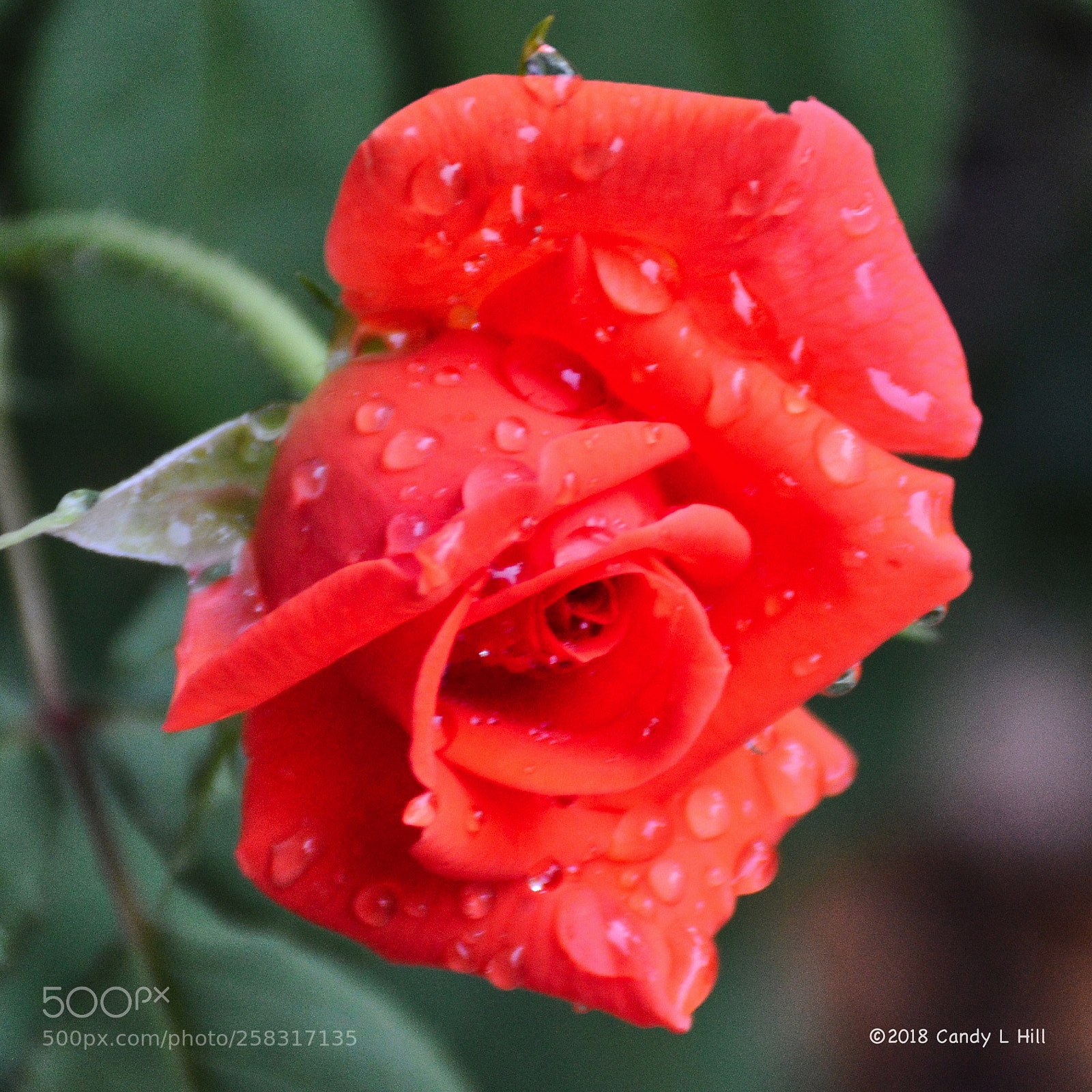 Nikon D3200 sample photo. 20+ years and still blooming photography