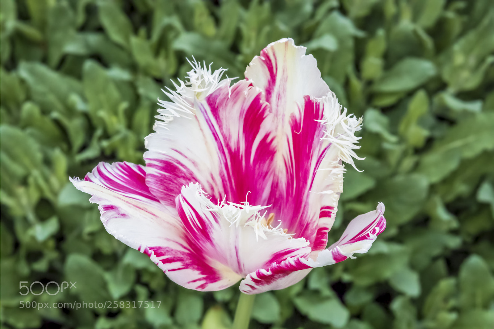 Canon EOS 5D Mark IV sample photo. Rembrant tulip photography