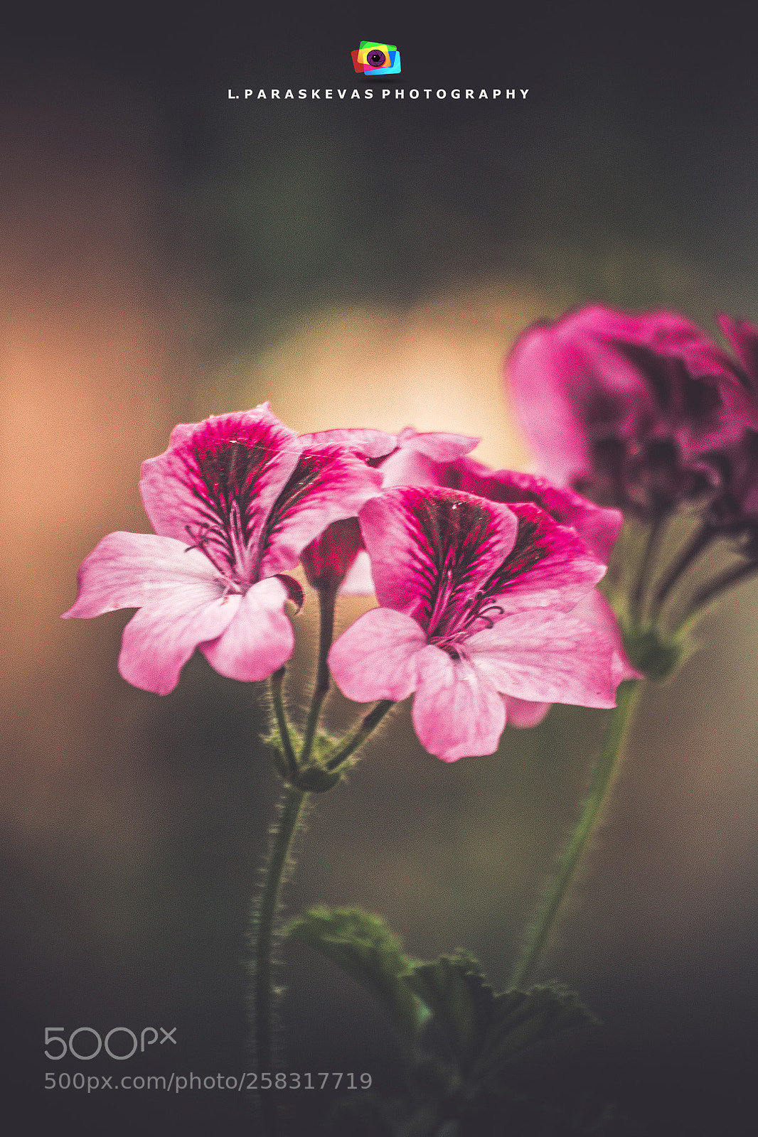 Nikon D750 sample photo. Flowers photography