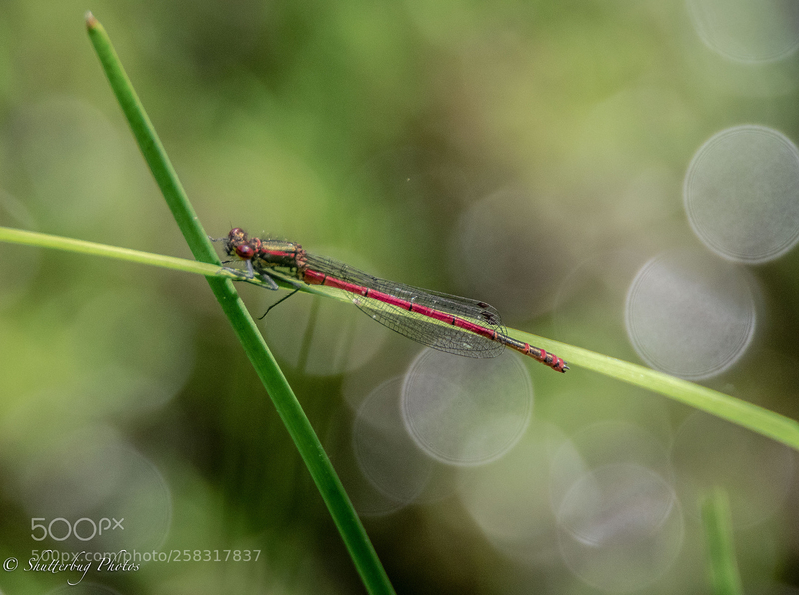 Canon EOS 80D sample photo. Damselfly photography