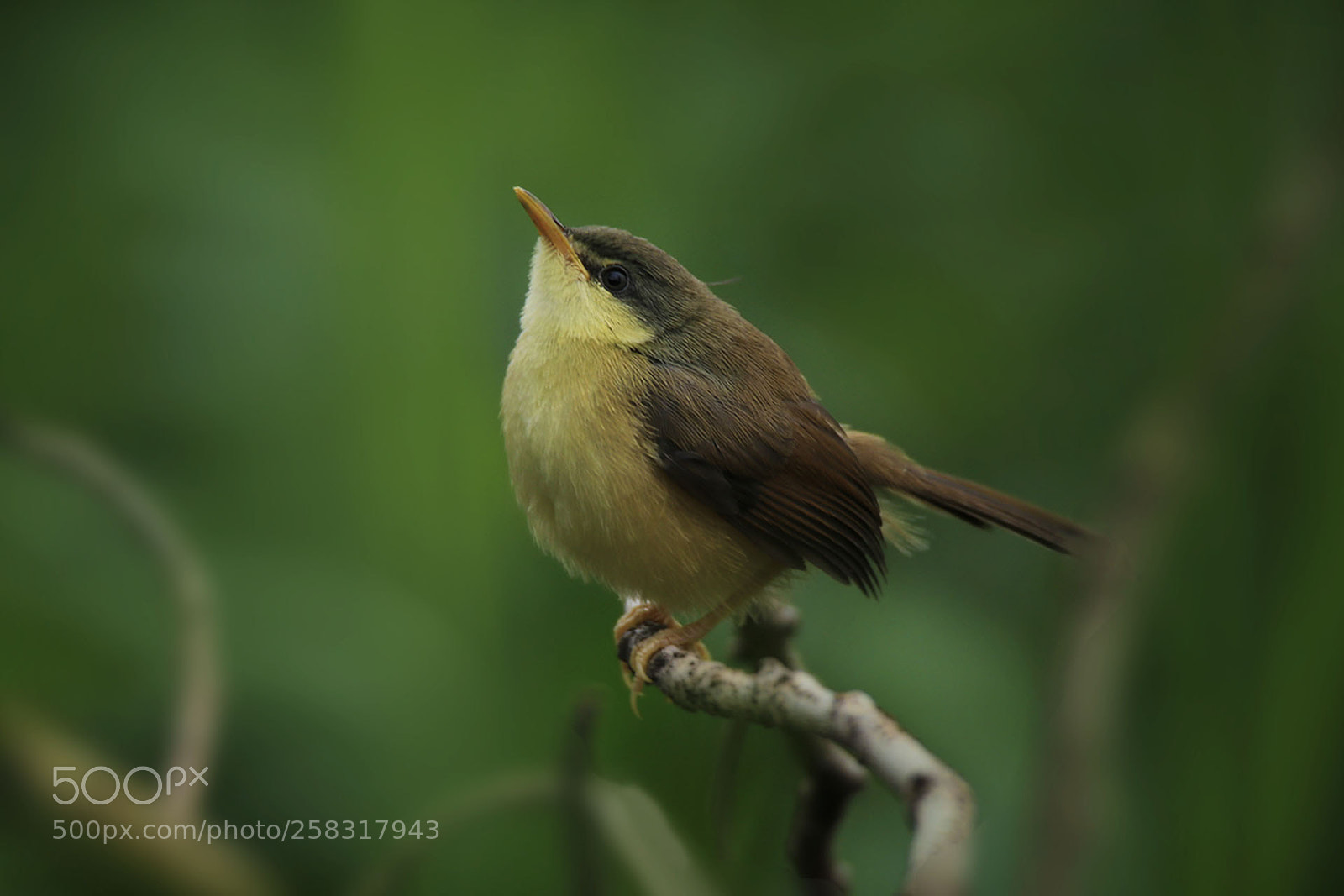 Canon EOS 80D sample photo. Ashy prinia... photography