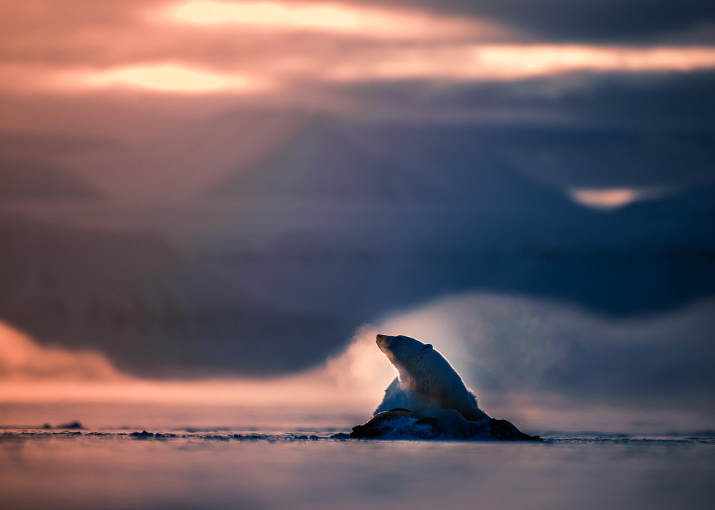 Polarbear with seal by Tor Eirik Pollestad on 500px.com