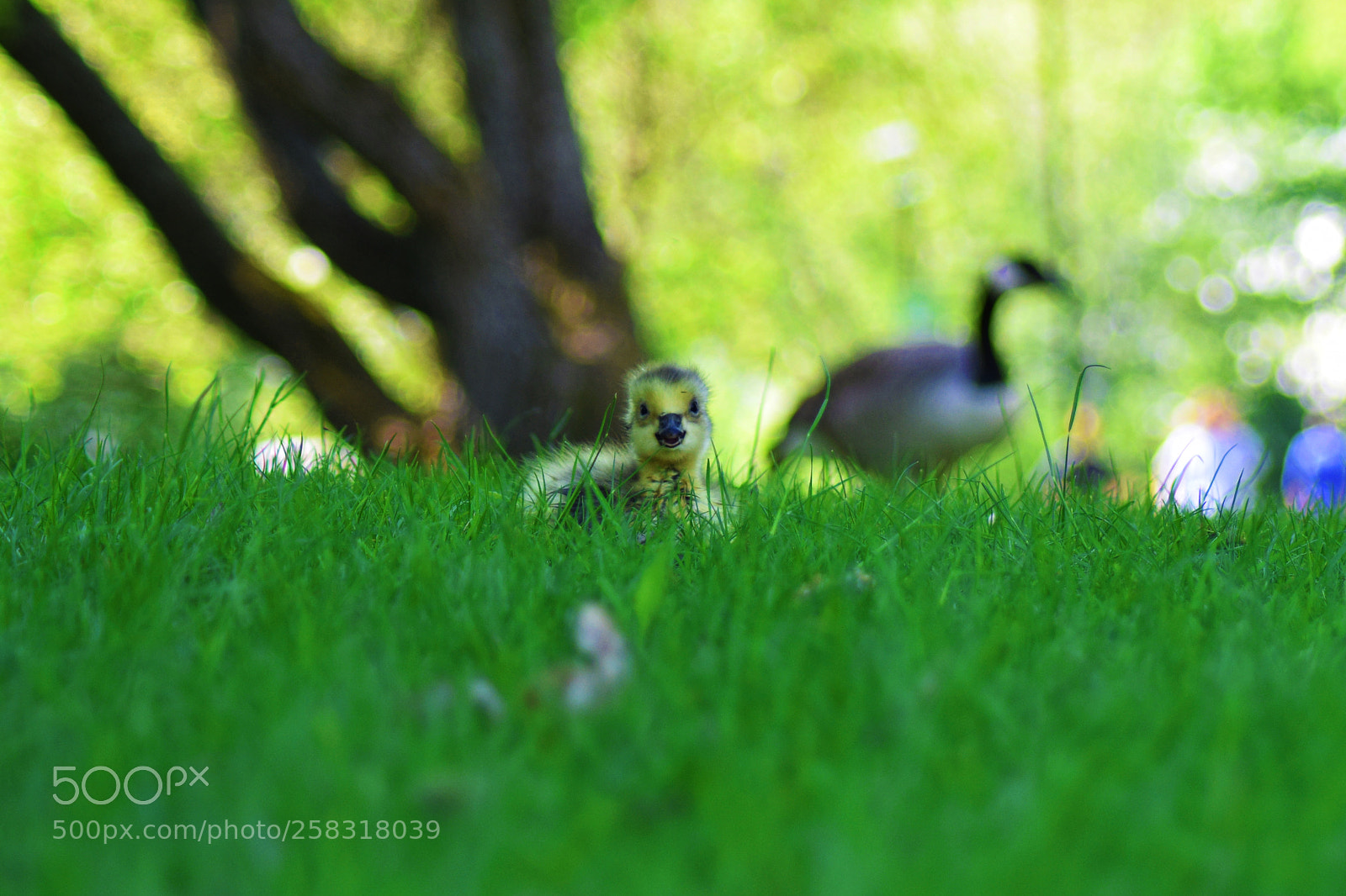 Nikon D5300 sample photo. Duckling photography