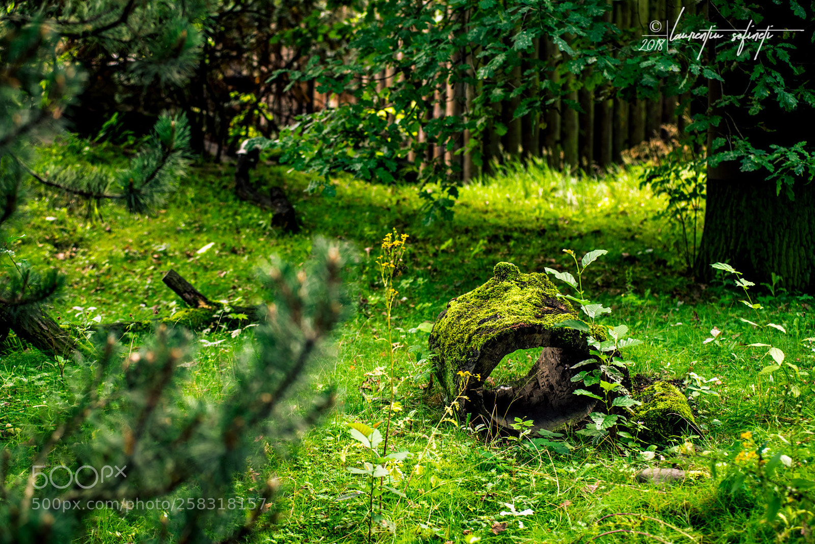 Nikon D750 sample photo. Thr green yard photography