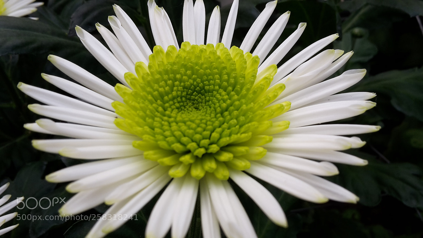 Samsung Galaxy S5 Mini sample photo. White and green photography