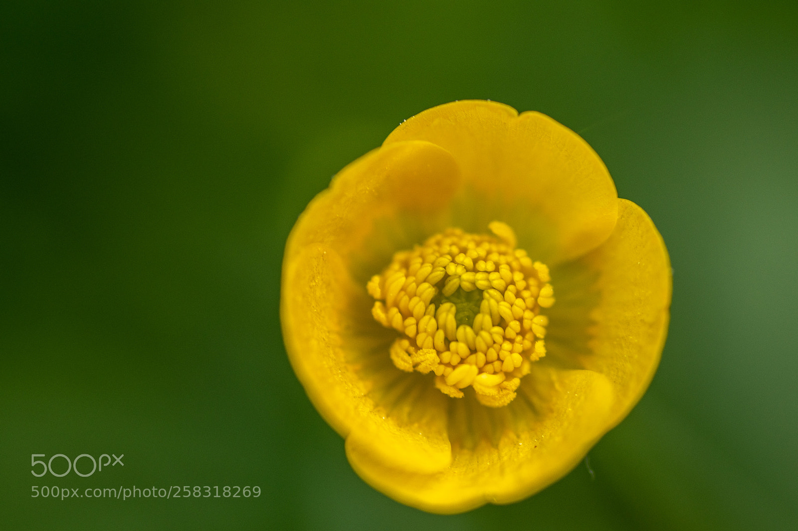 Nikon D5500 sample photo. Yellowish photography