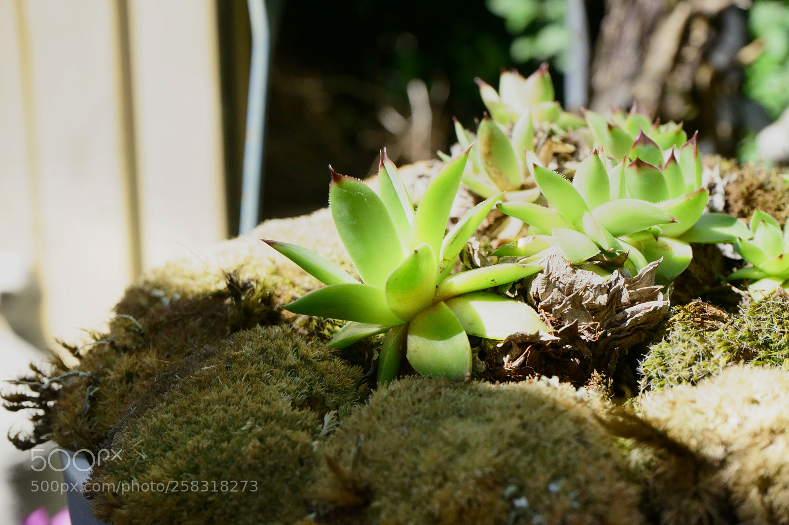 Sony a7 II sample photo. Little garden photography