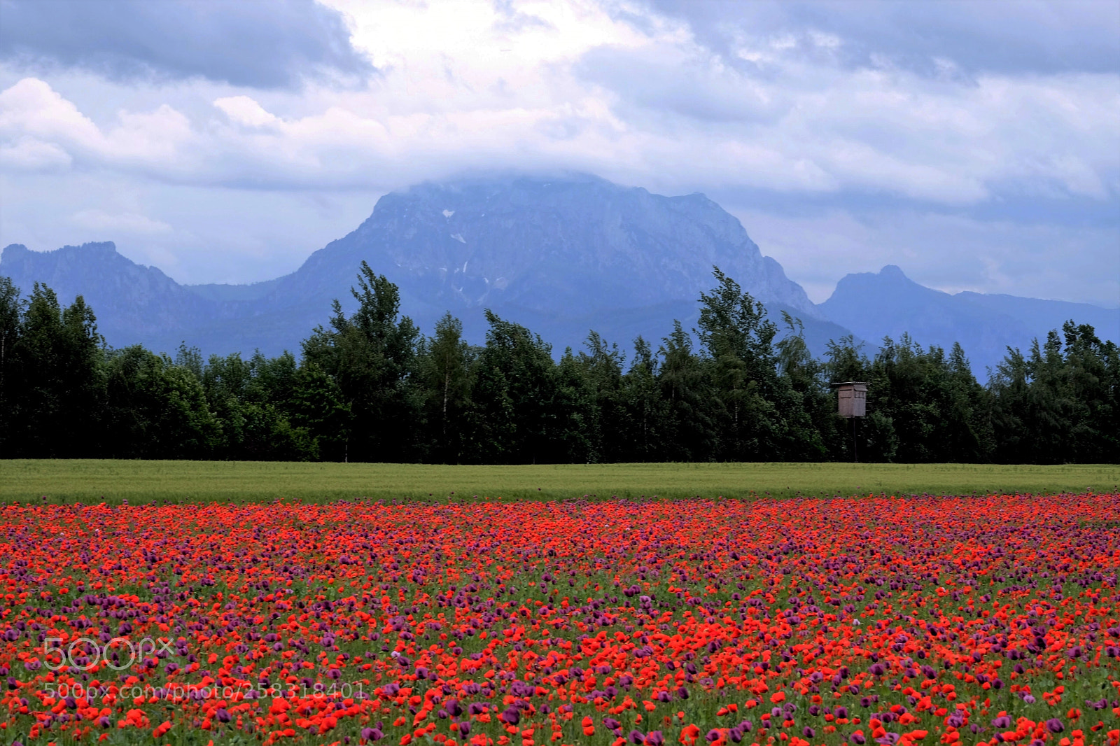 Fujifilm X-T20 sample photo. Mohnblumen photography