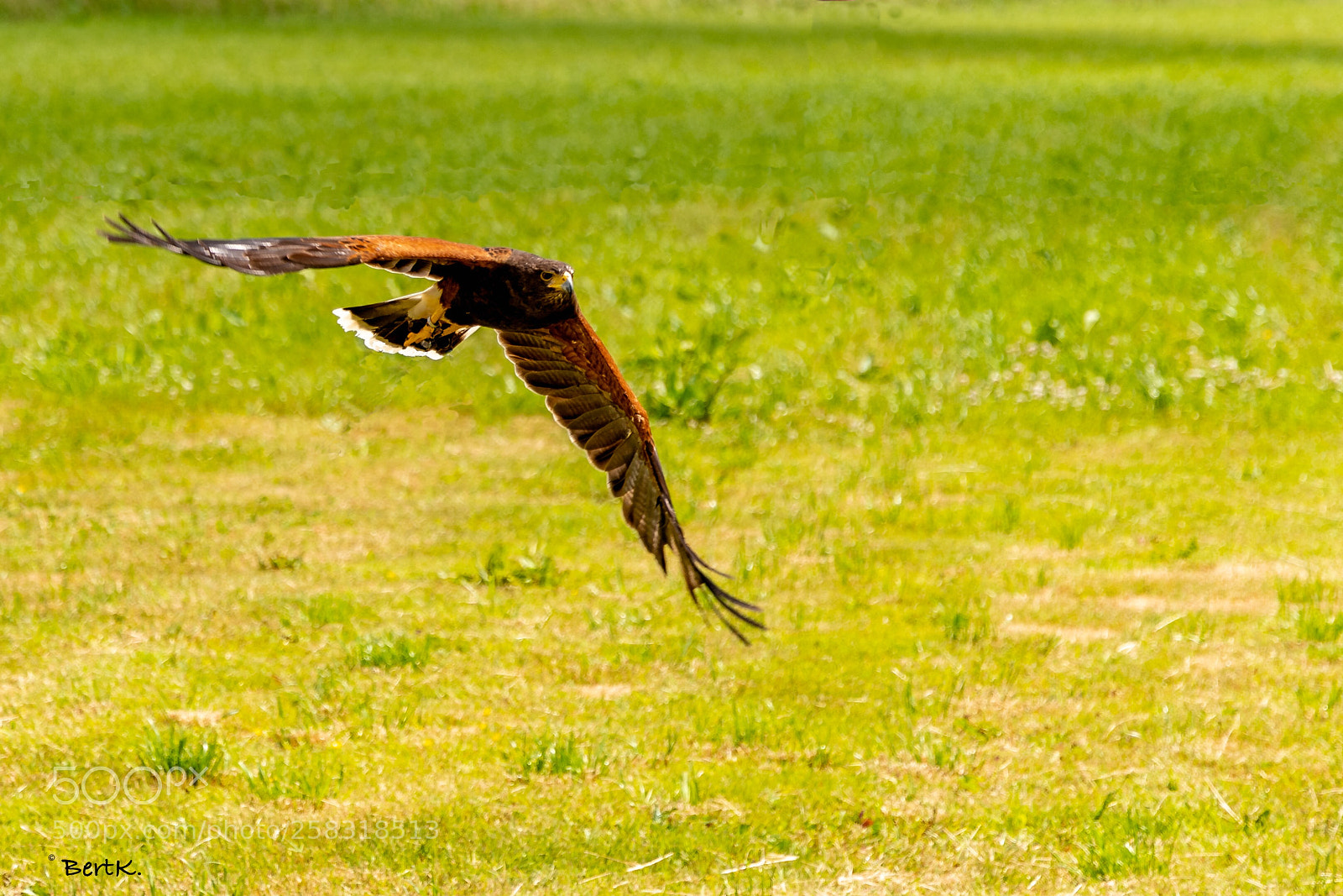 Nikon D500 sample photo. Stealth flight mode.  photography