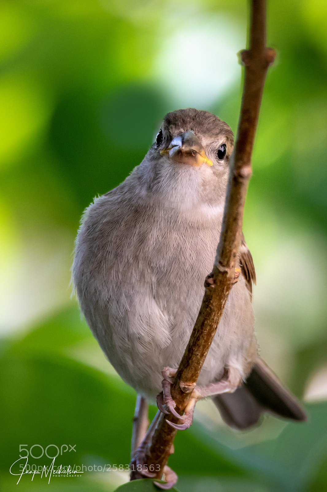 Canon EOS 7D Mark II sample photo. Sparrow on a branch photography