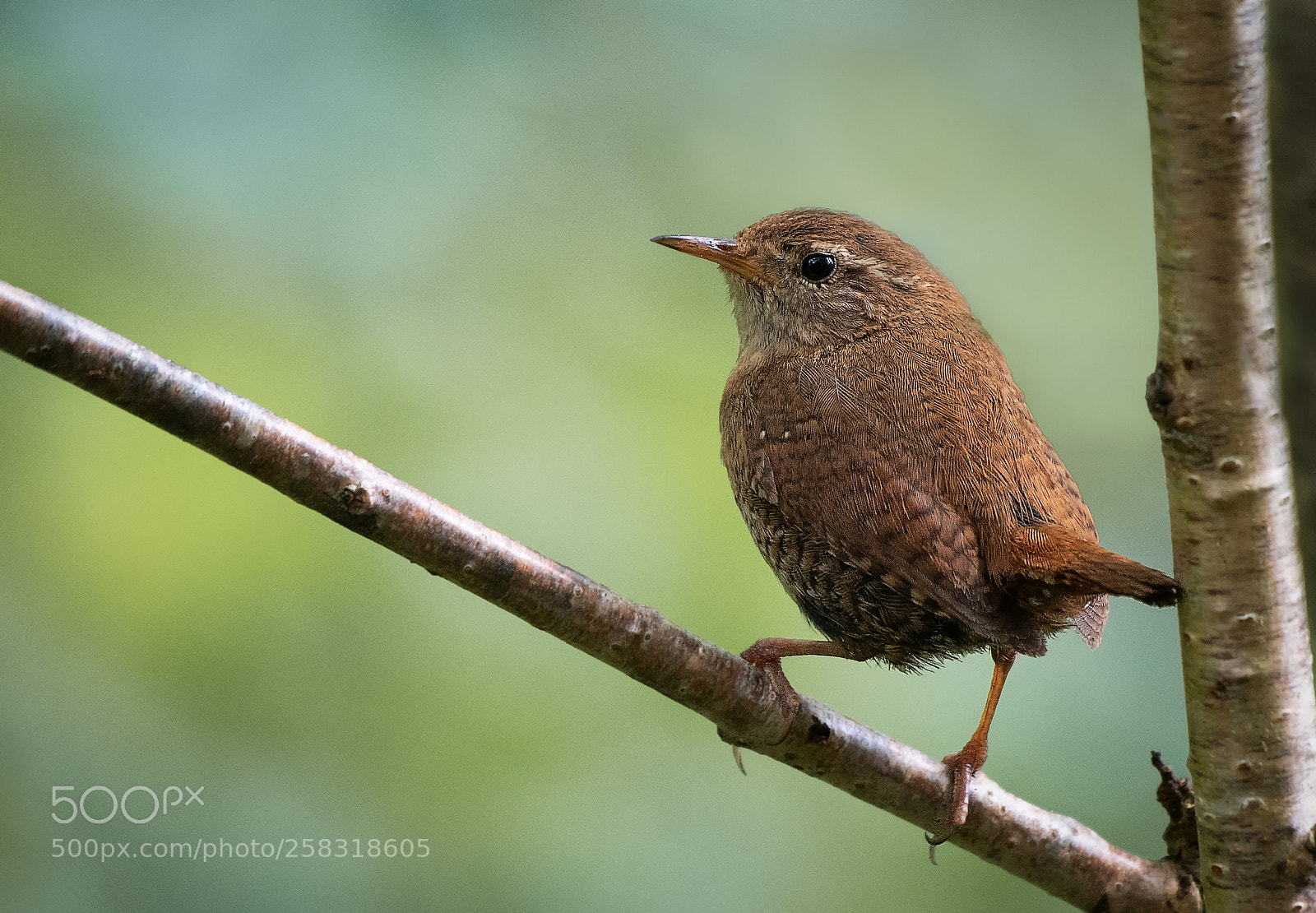 Nikon D500 sample photo. Wren (troglodytes troglodytes) photography