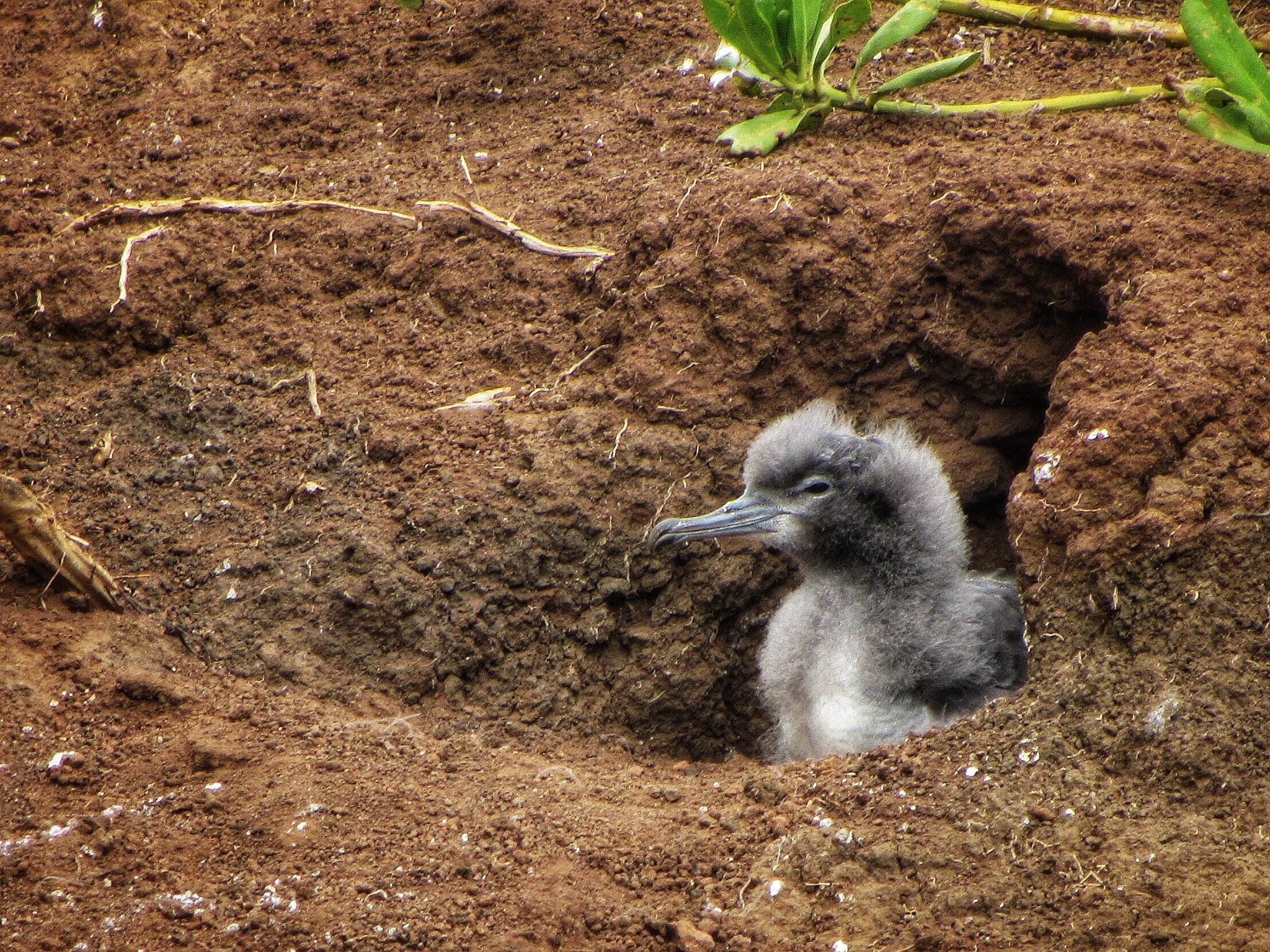 Canon PowerShot SX230 HS sample photo. Wedged-tailed shearwater chick photography