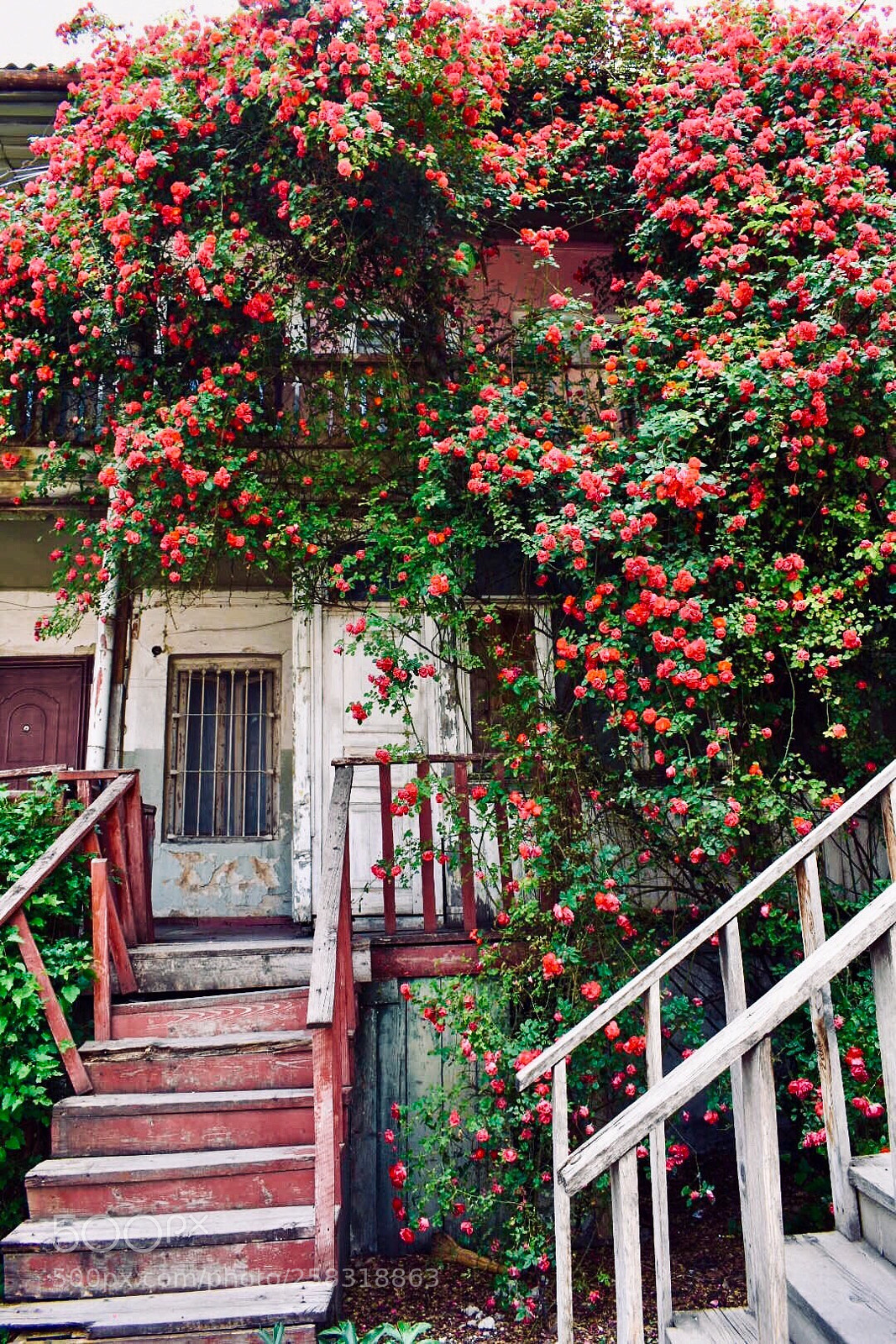 Nikon D3400 sample photo. Porch and roses photography