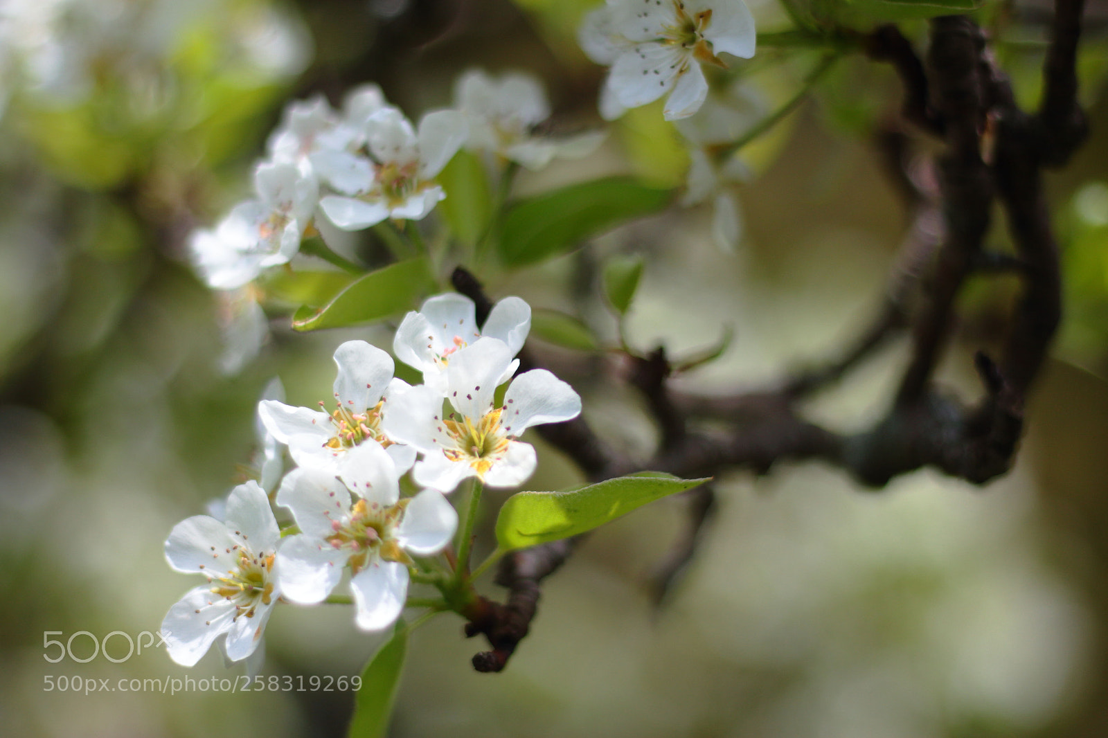 Canon EOS 700D (EOS Rebel T5i / EOS Kiss X7i) sample photo. Untitled photography