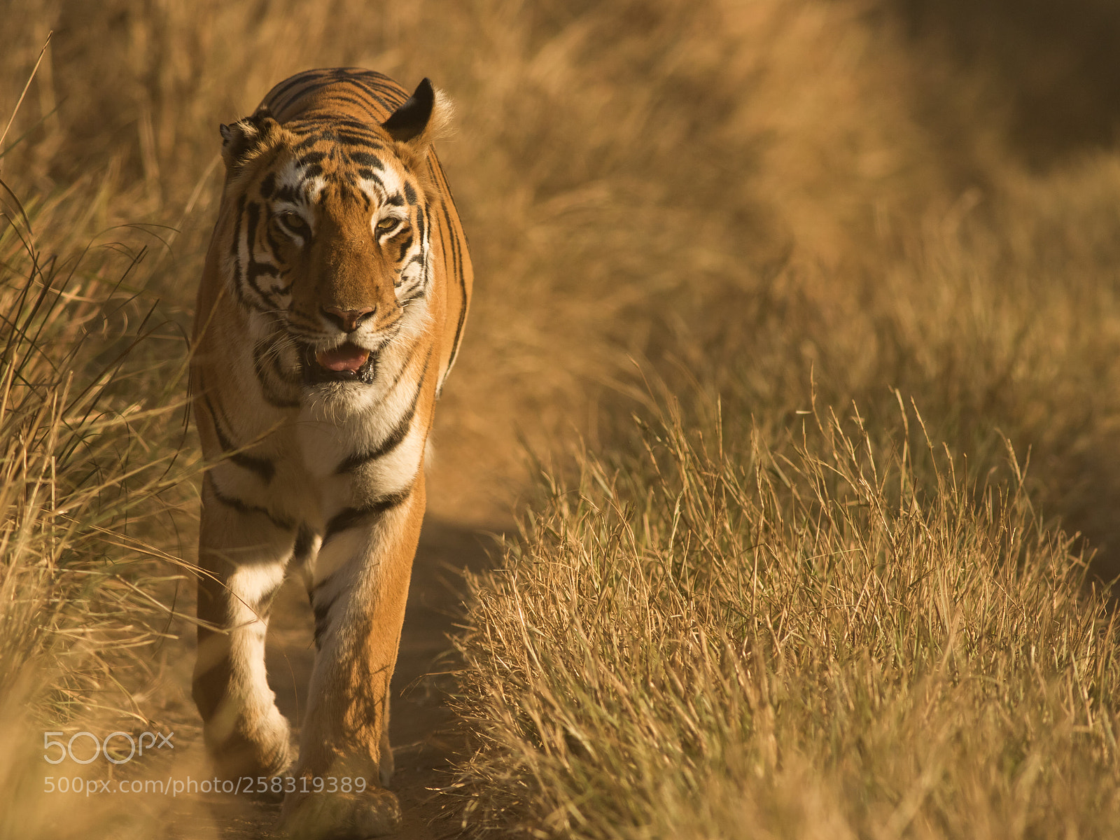 Canon EOS 7D Mark II sample photo. Tiger photography