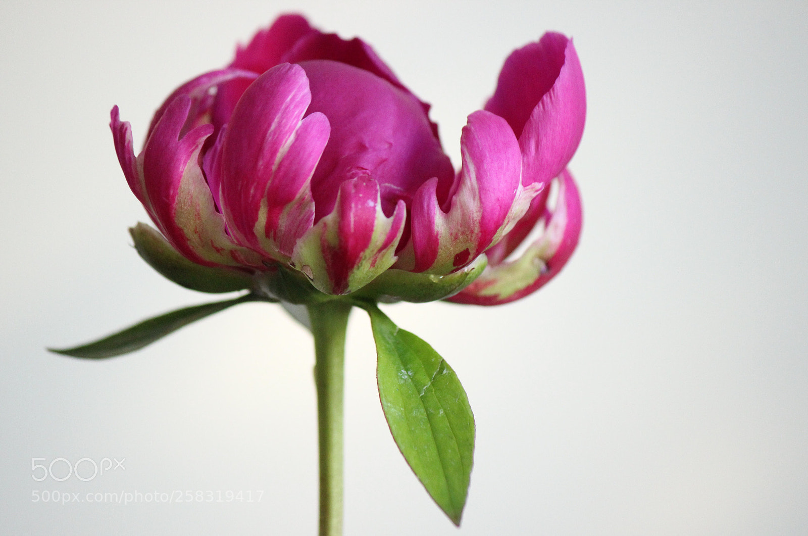 Canon EOS 600D (Rebel EOS T3i / EOS Kiss X5) sample photo. Pioen rose photography