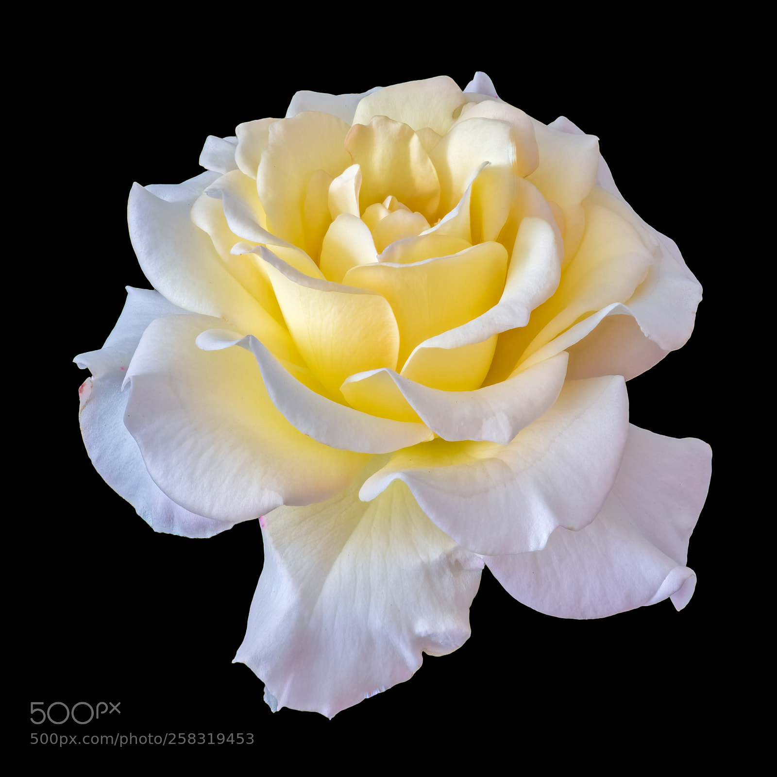 Nikon D810 sample photo. Proud rose photography