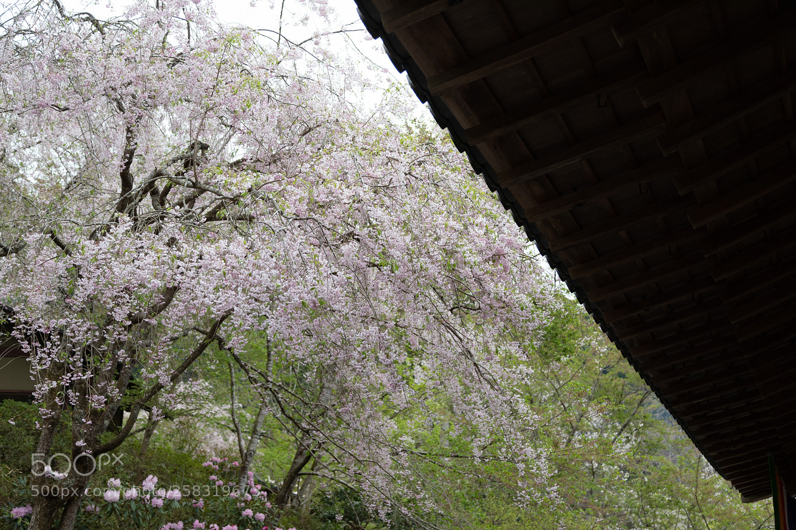 Canon EOS 6D Mark II sample photo. 三千院の桜 photography