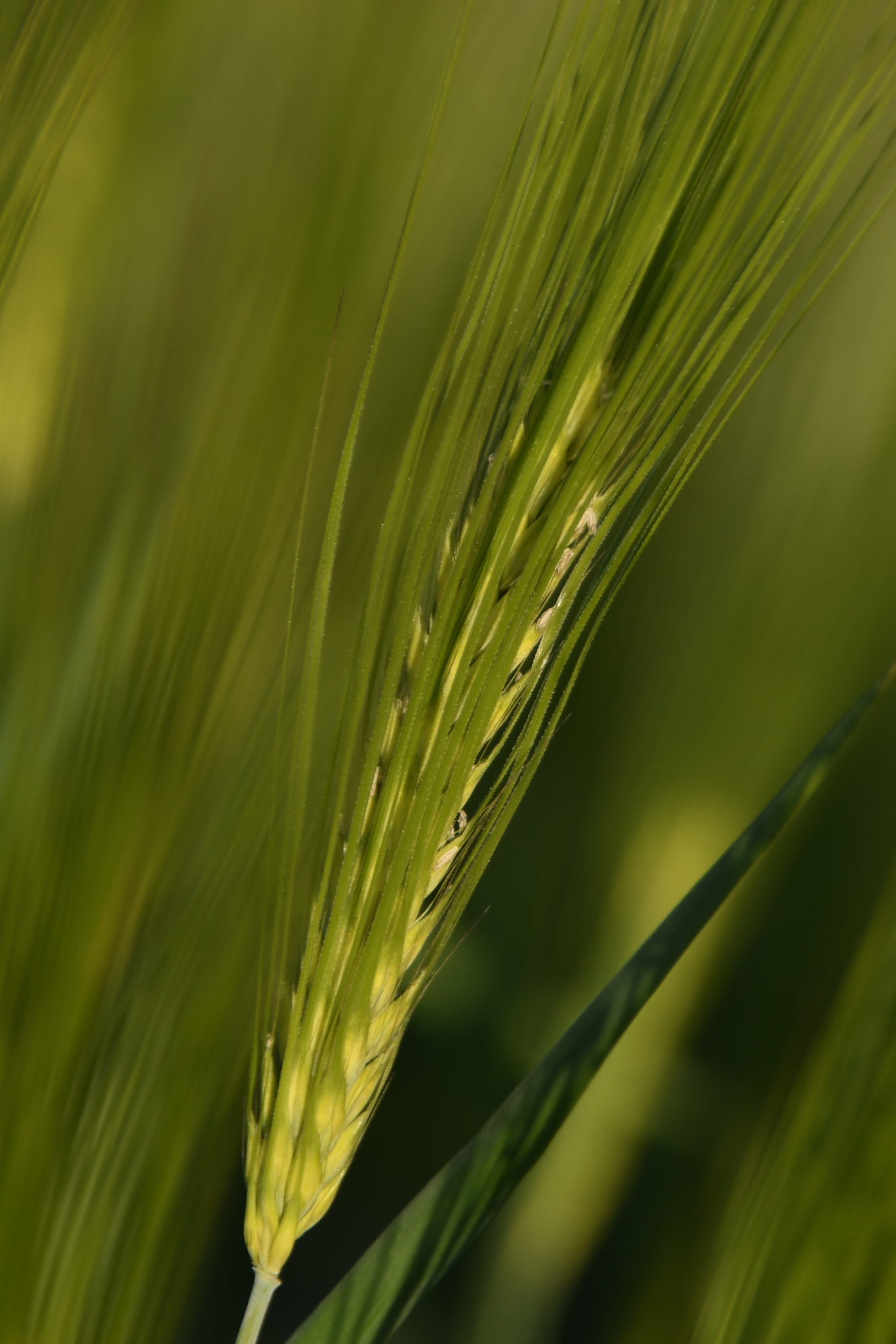 Sigma 18-250mm F3.5-6.3 DC Macro OS HSM sample photo. ...ein windhauch... photography
