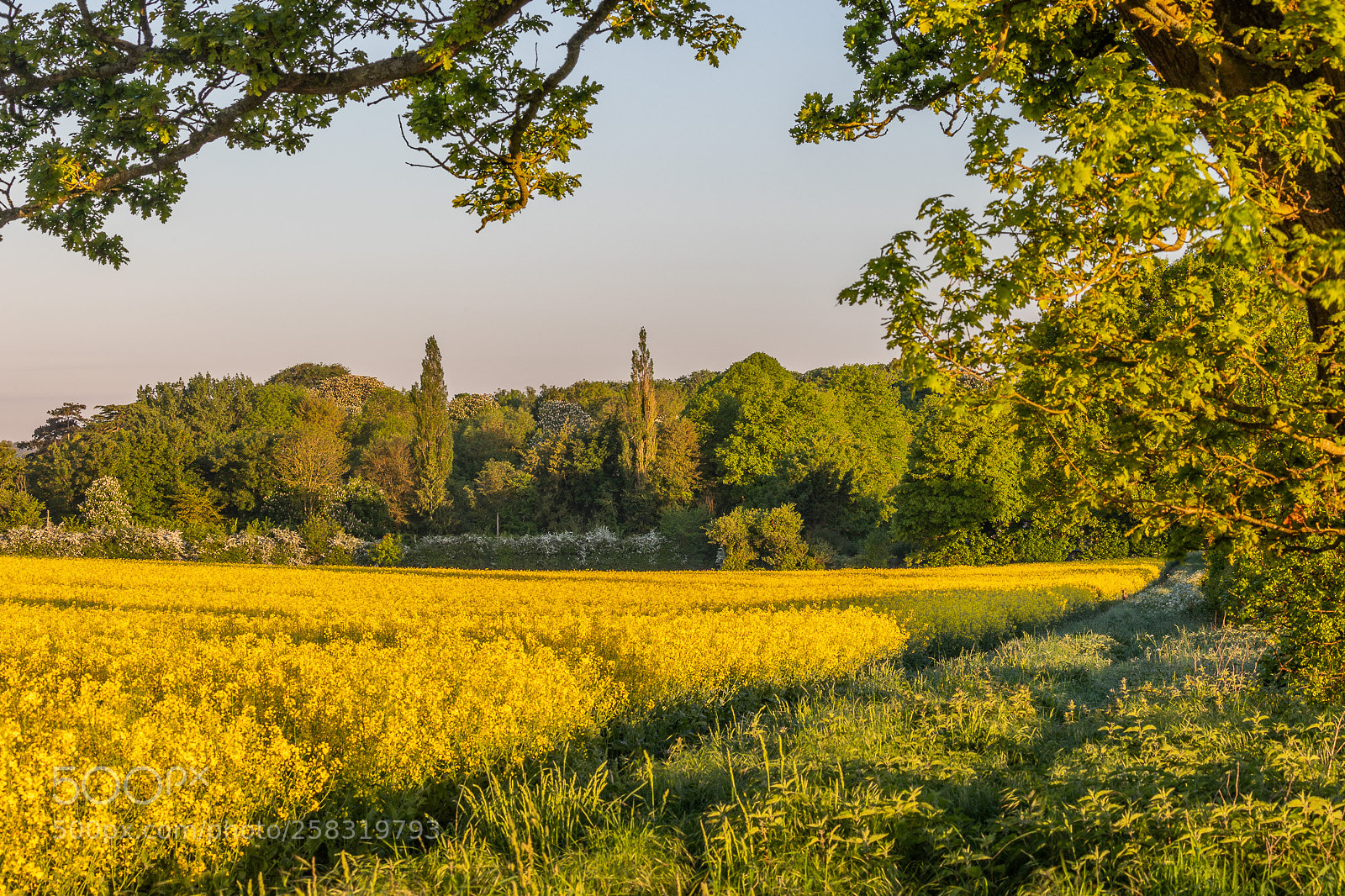 Canon EOS 6D Mark II sample photo. Golden meadow photography