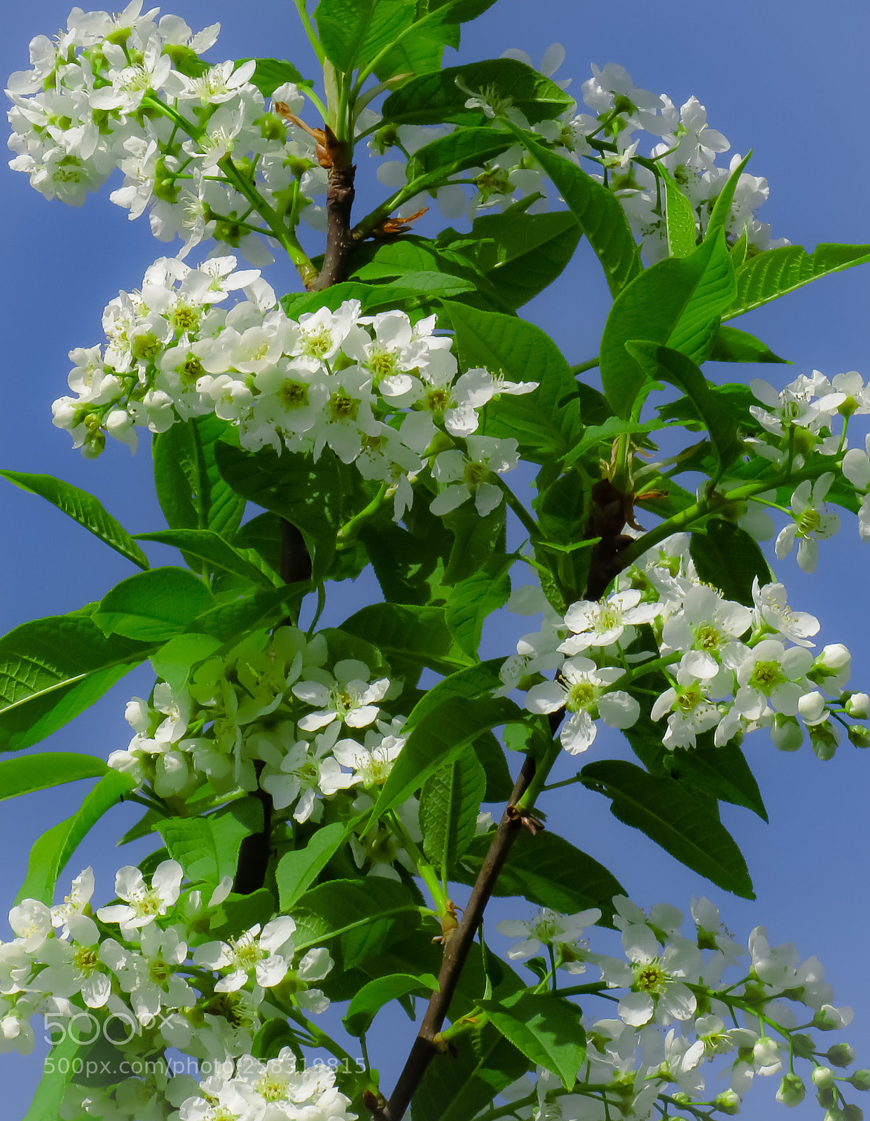 Canon PowerShot SX540 HS sample photo. Springtime photography