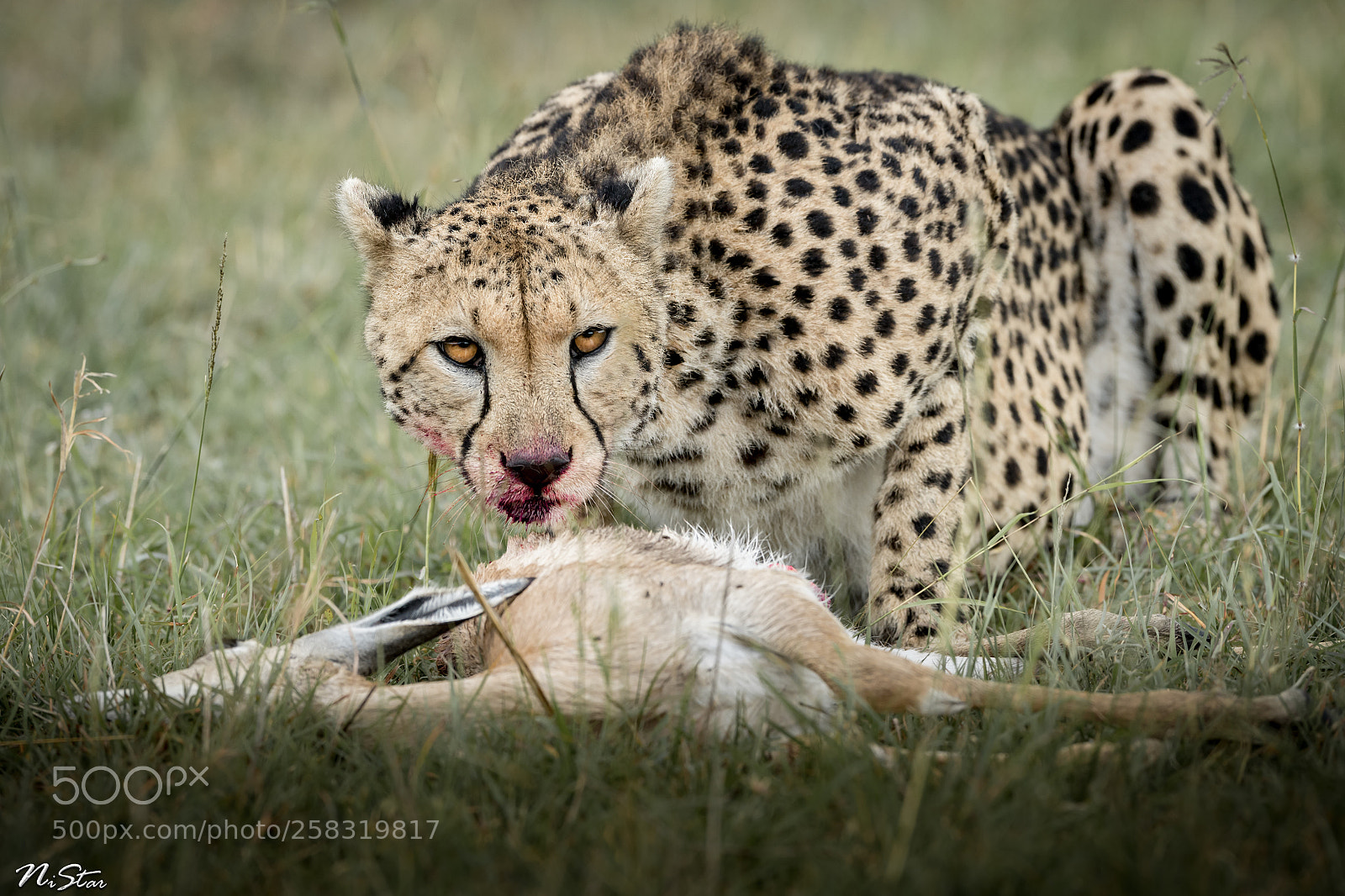 Nikon D5 sample photo. No table manners! photography