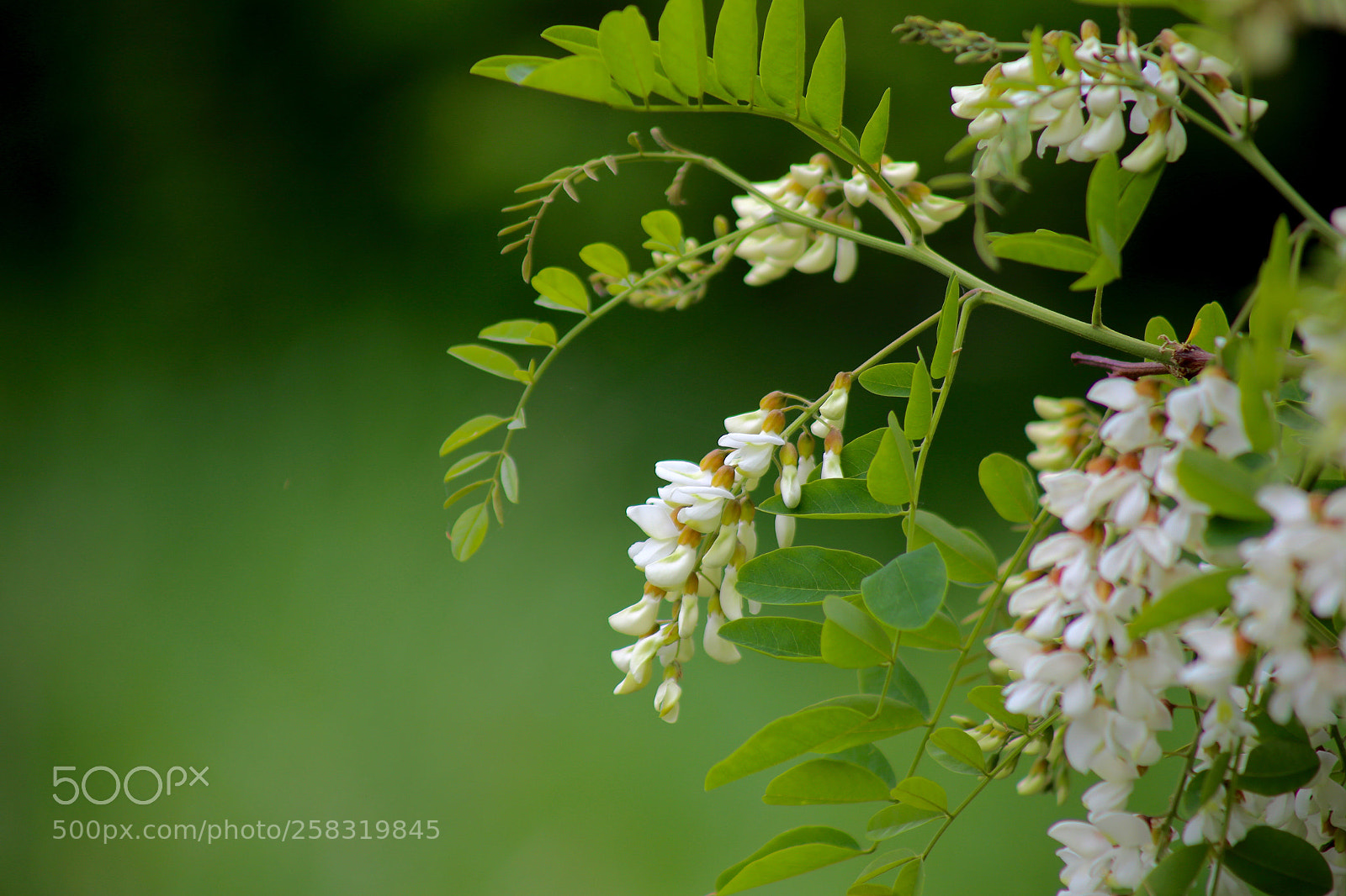 Canon EOS 6D sample photo. Karower teiche photography
