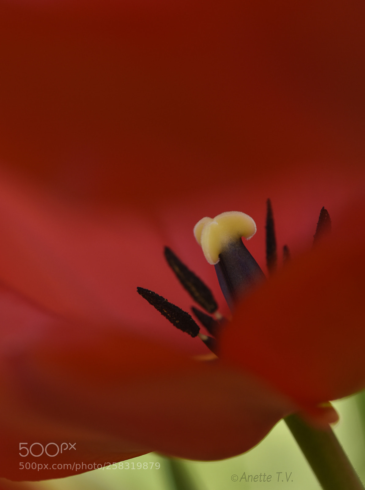 Nikon D5500 sample photo. Happy may... photography