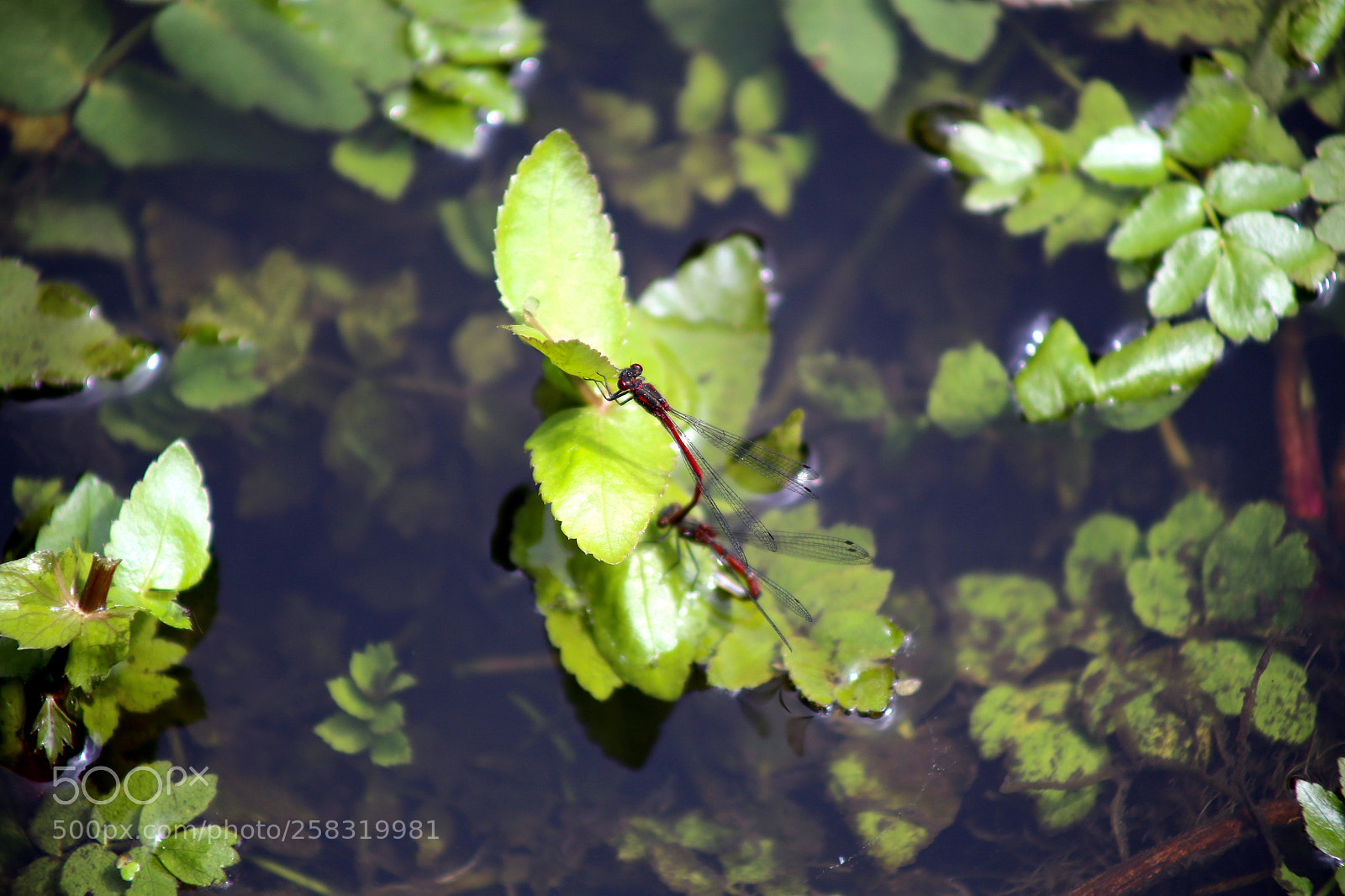 Canon EOS 6D sample photo. Karower teiche photography
