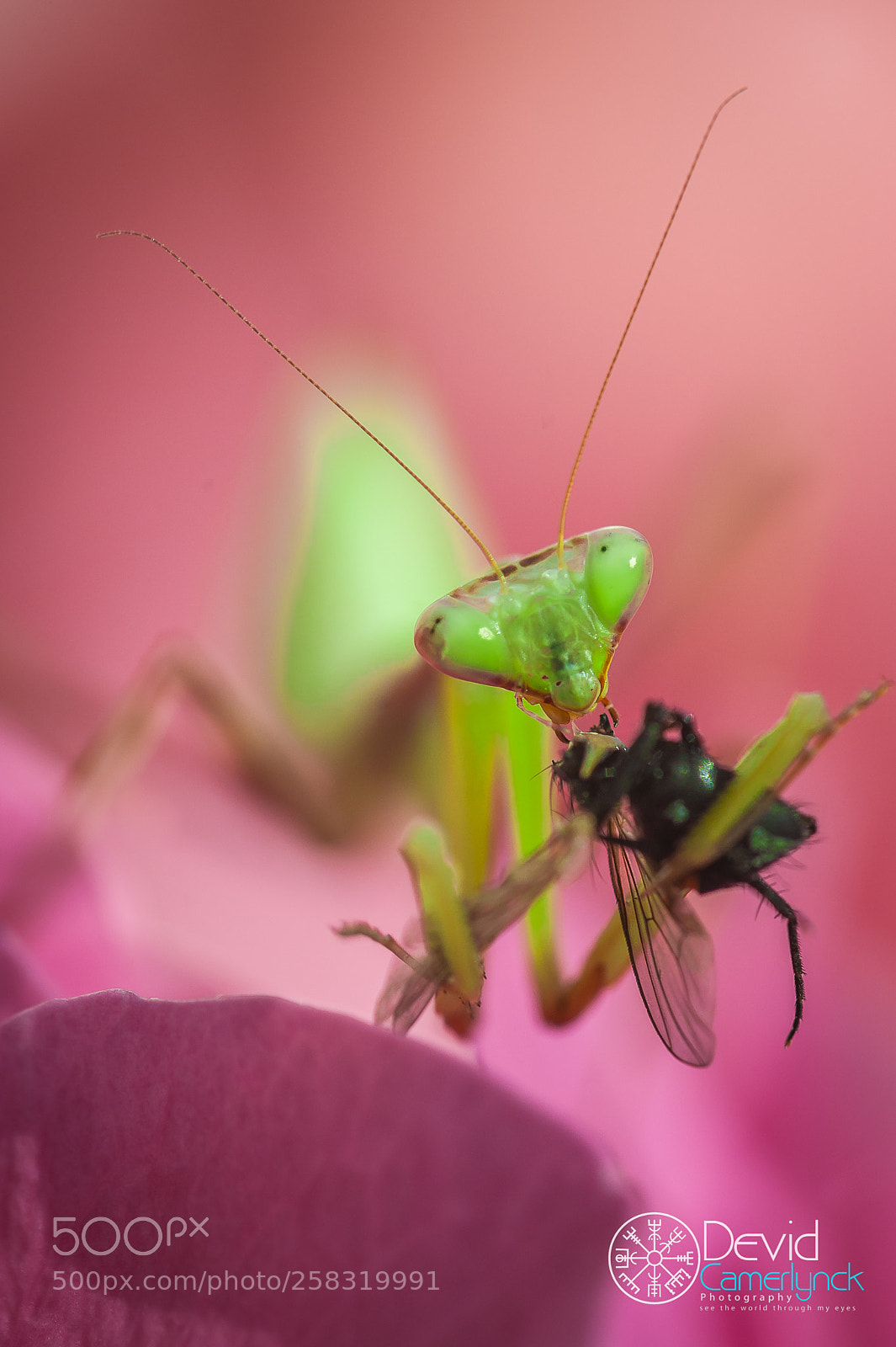 Nikon D700 sample photo. Hierodula membranacea ii photography