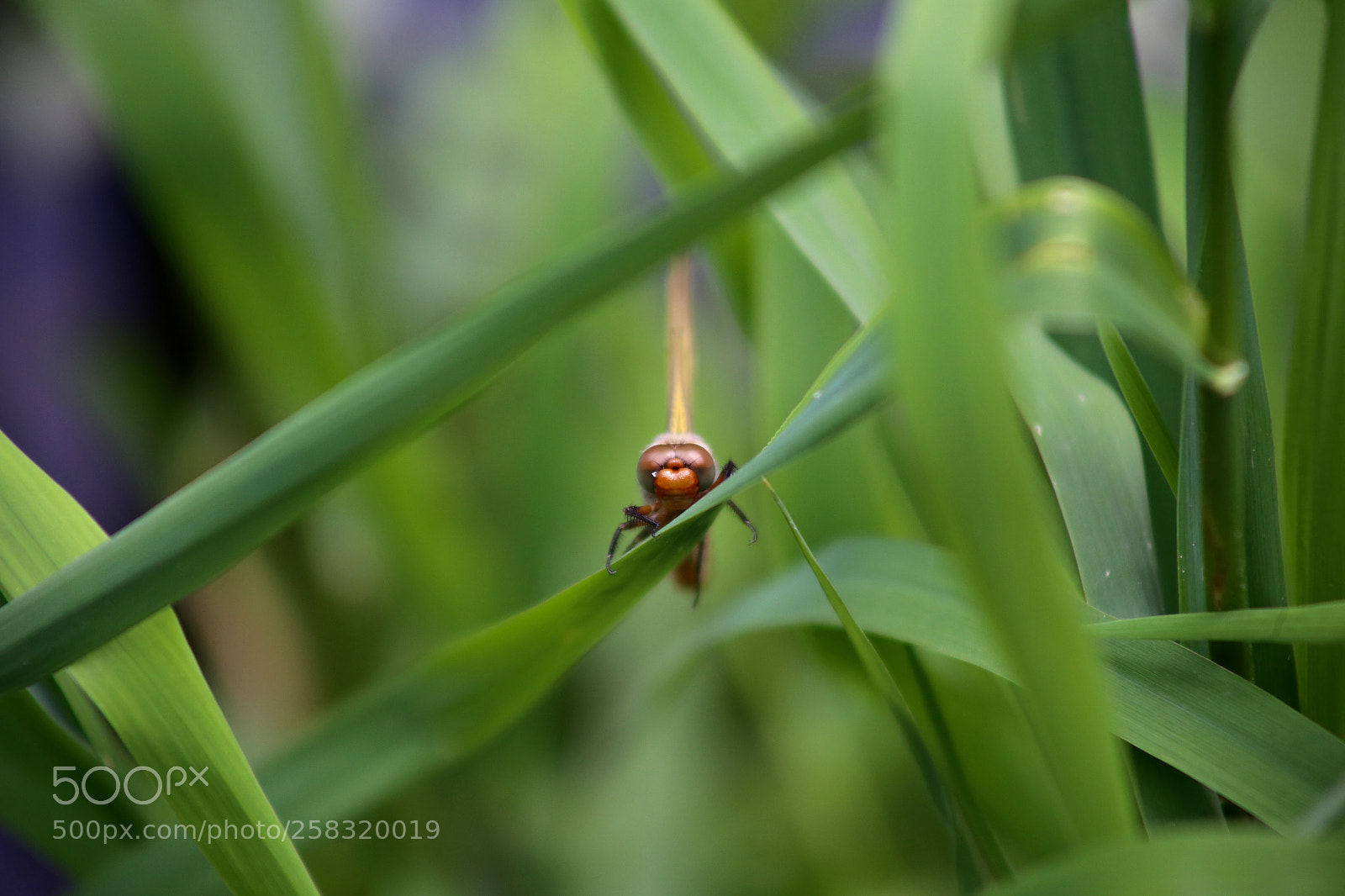 Canon EOS 6D sample photo. Karower teiche photography