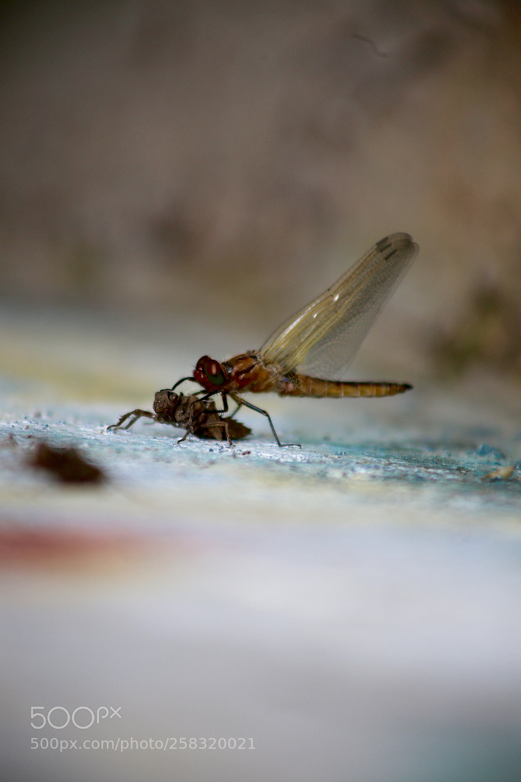 Canon EOS 6D sample photo. Karower teiche photography