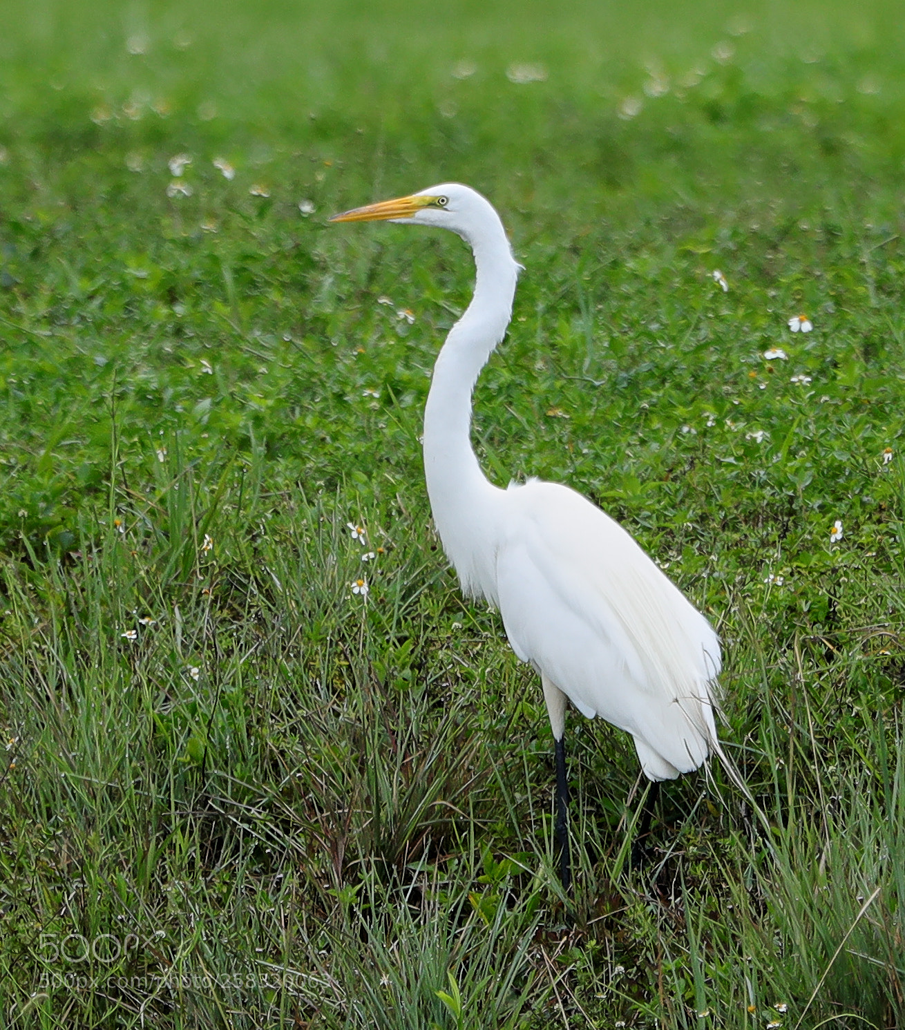 Canon EOS-1D X Mark II sample photo. 05-17-18-0018394.jpg photography
