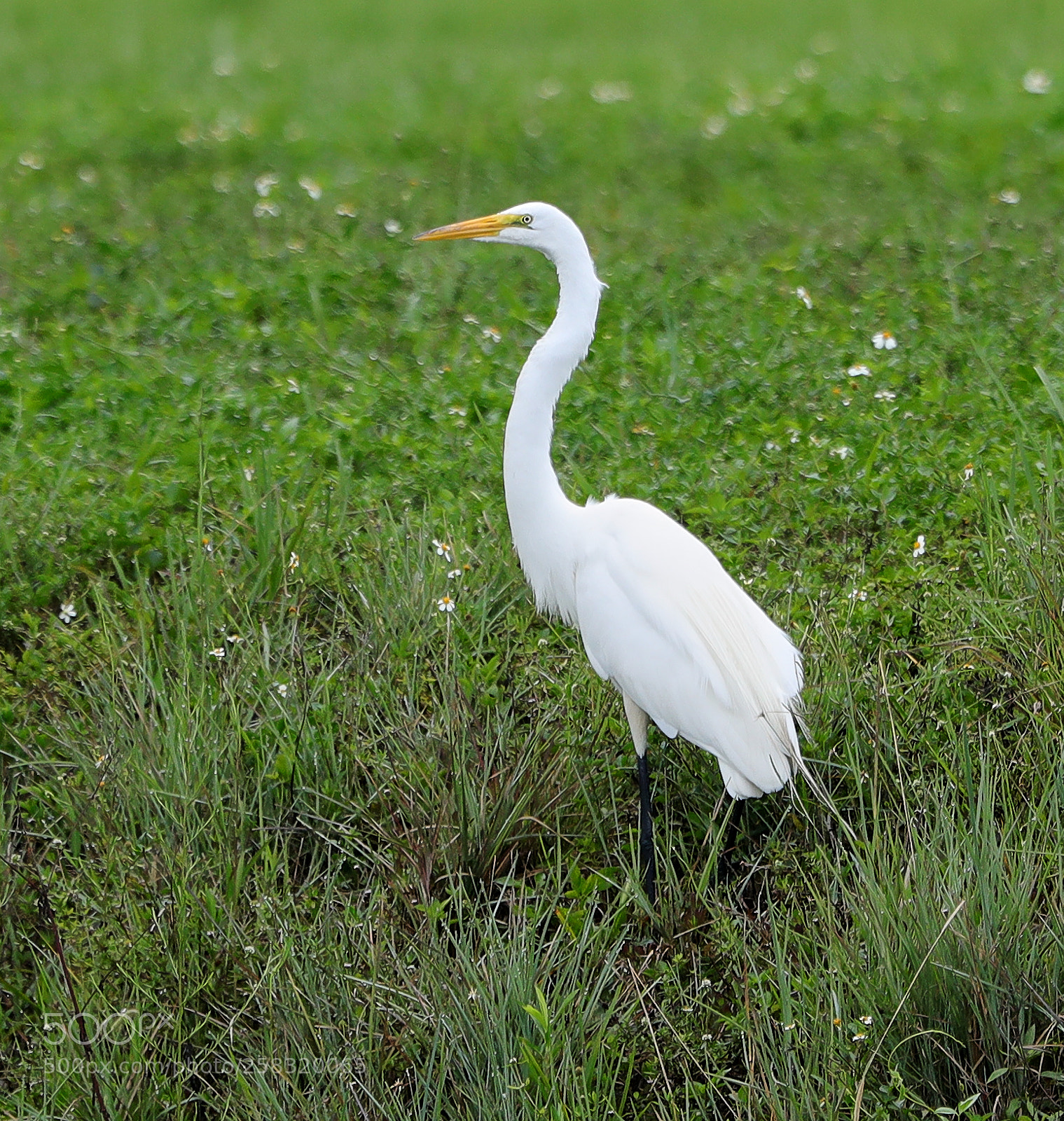Canon EOS-1D X Mark II sample photo. 05-17-18-0018393.jpg photography